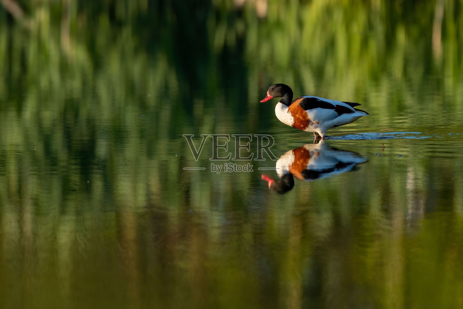 在荷兰的一个浅湖沼泽上孤独的shelduck照片摄影图片