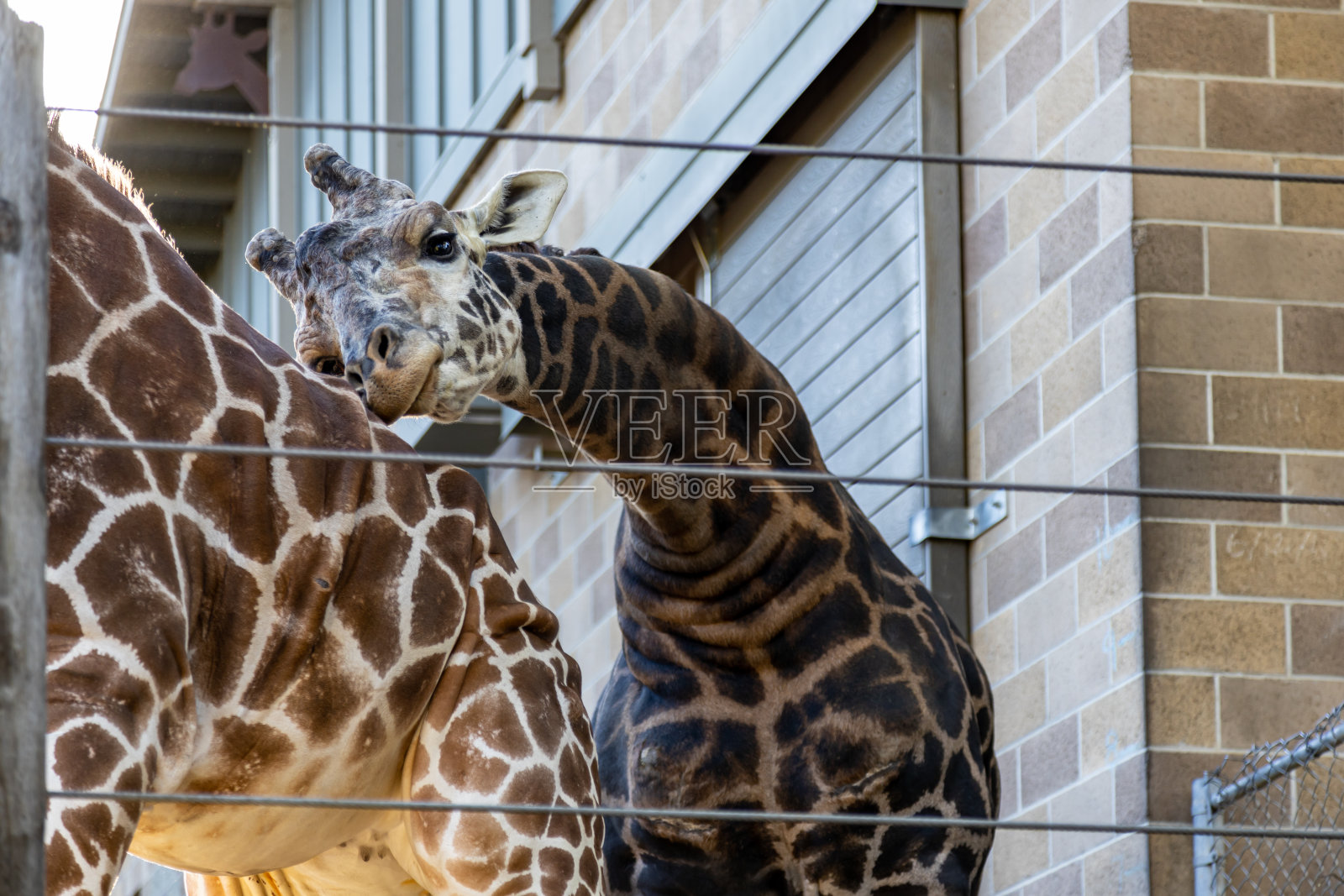 篱笆后面深情的长颈鹿照片摄影图片