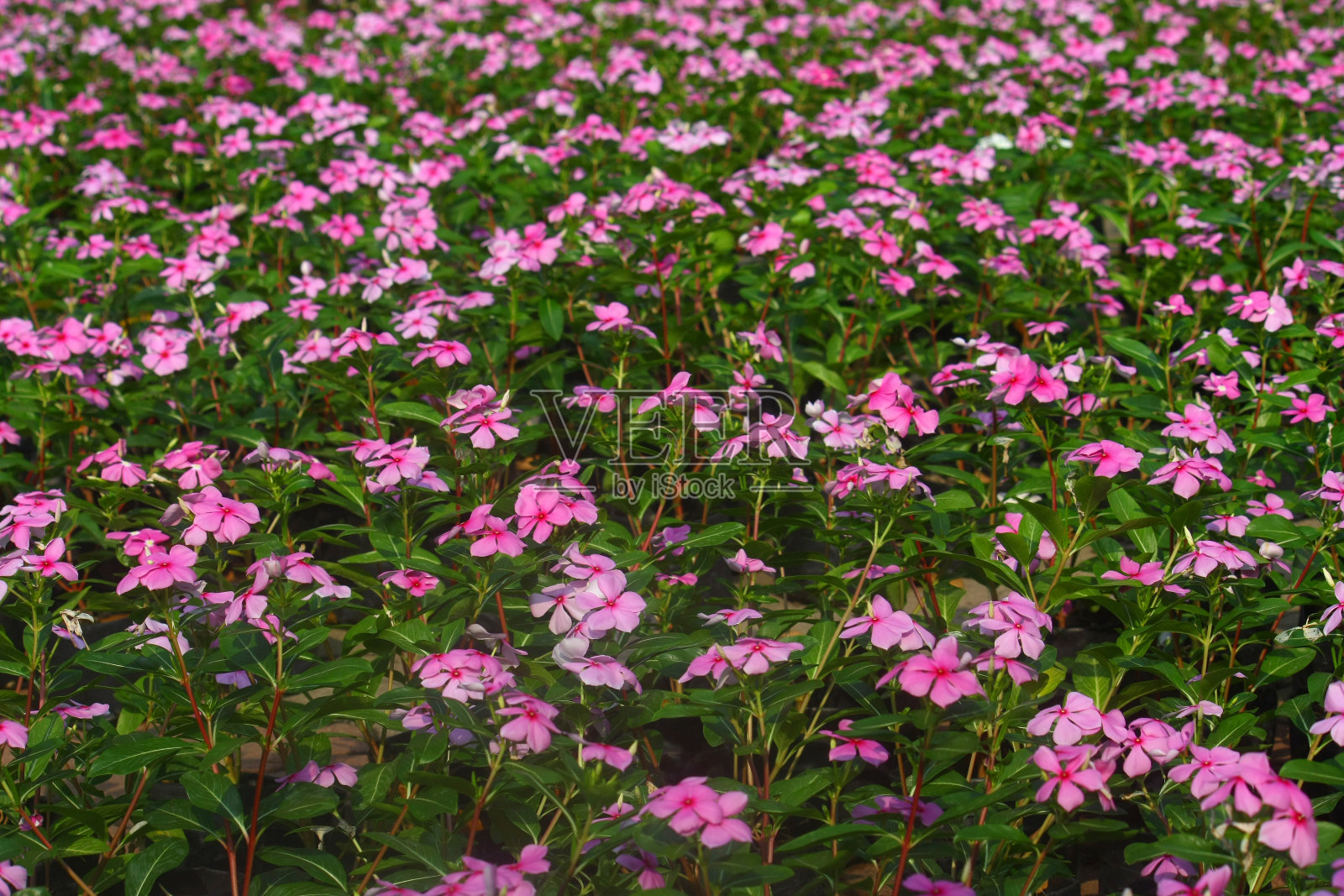花园里鲜花盛开照片摄影图片