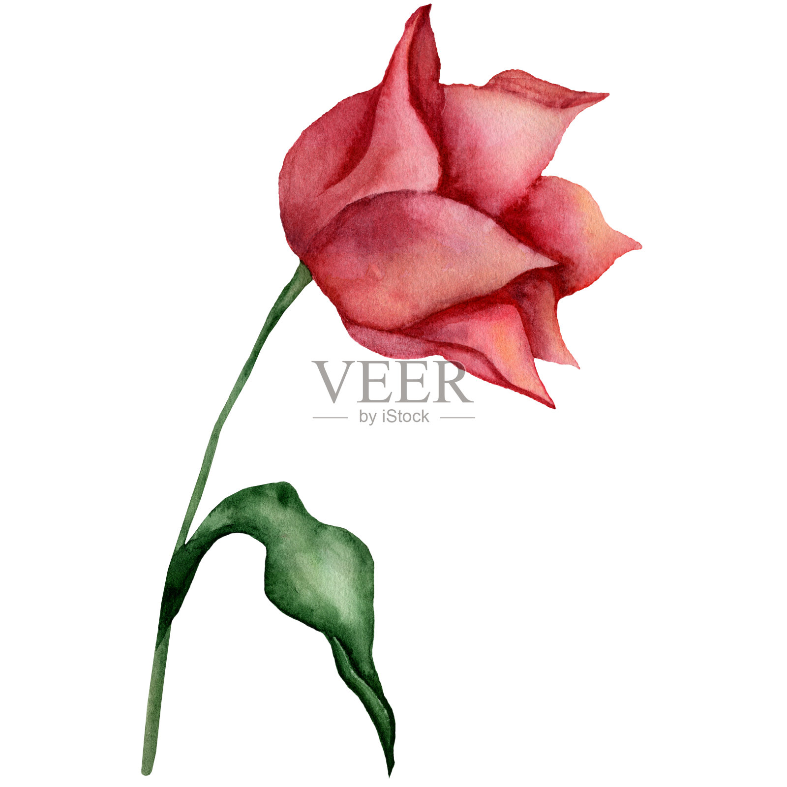 水彩红郁金香。春天橙花带绿叶。花卉手绘构图。写实植物插图插画图片素材