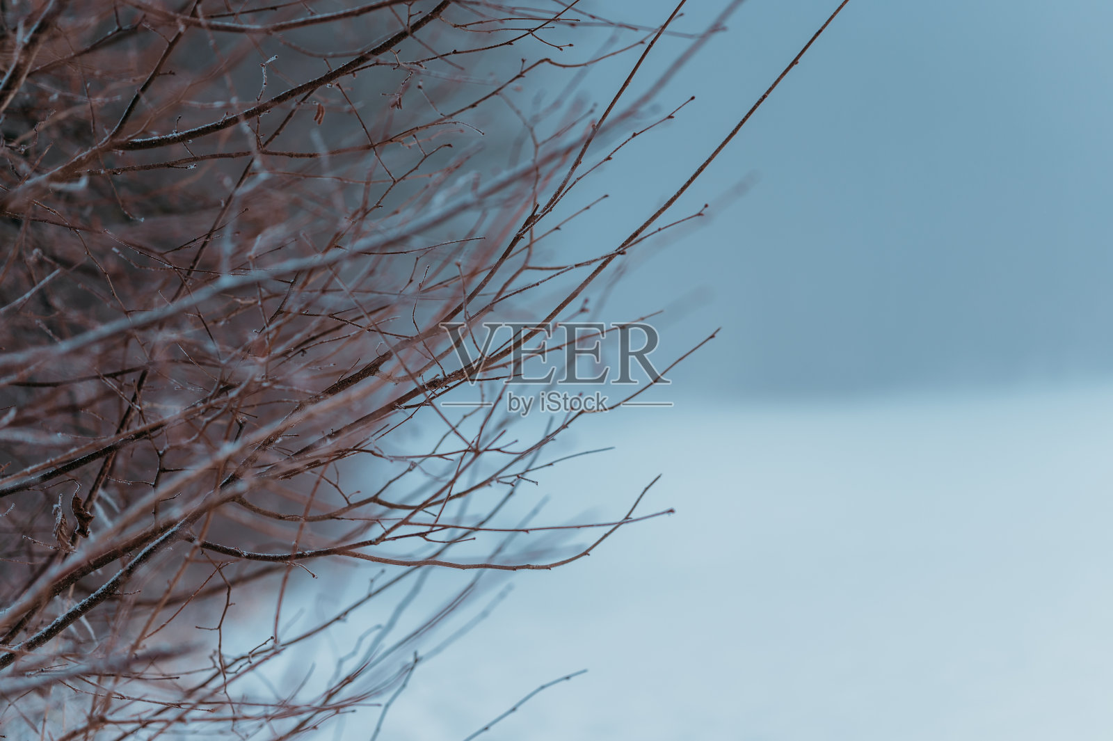 近距离拍摄的一棵落叶树在冬天的一个下雪天与模糊的背景照片摄影图片