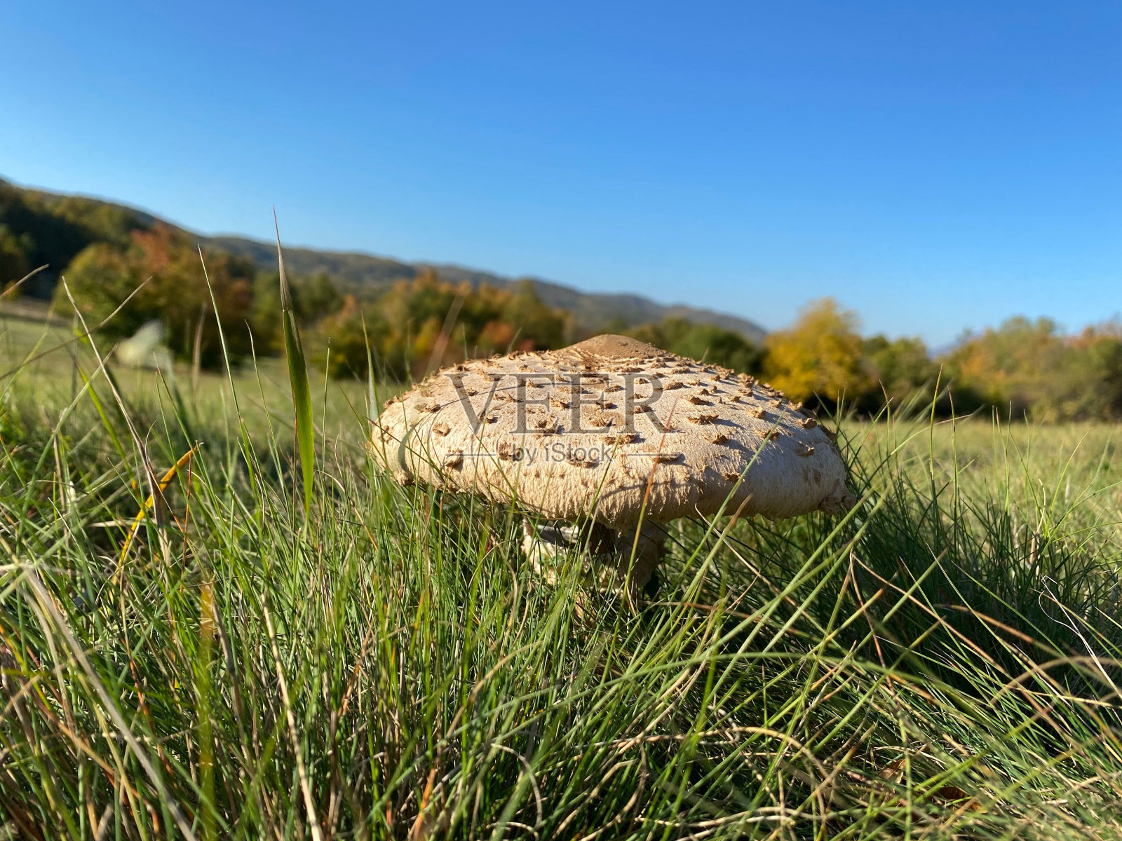 一个秋日阳光明媚的一天,在森林空地上的草地上,一个彩色伞形蘑菇的特写镜头照片摄影图片