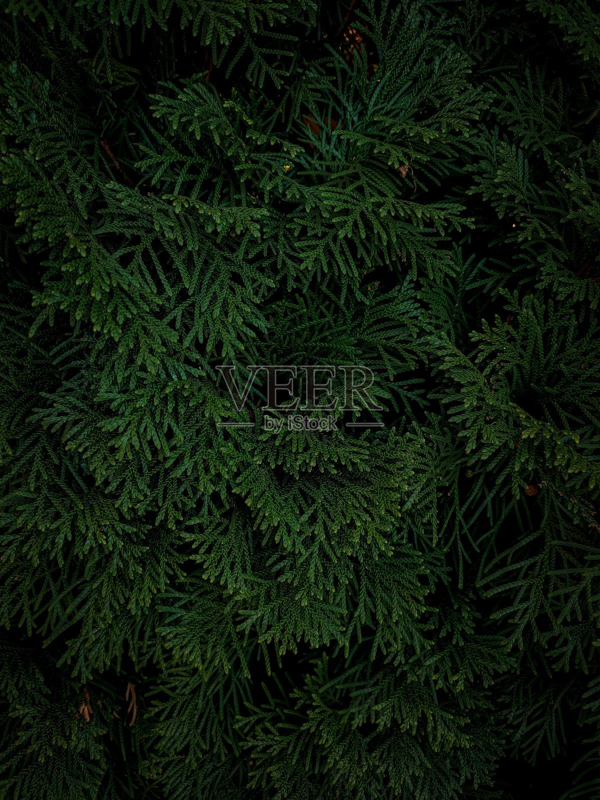 在一个美丽的森林里,浓密灌木丛中的深绿色叶子的特写照片摄影图片