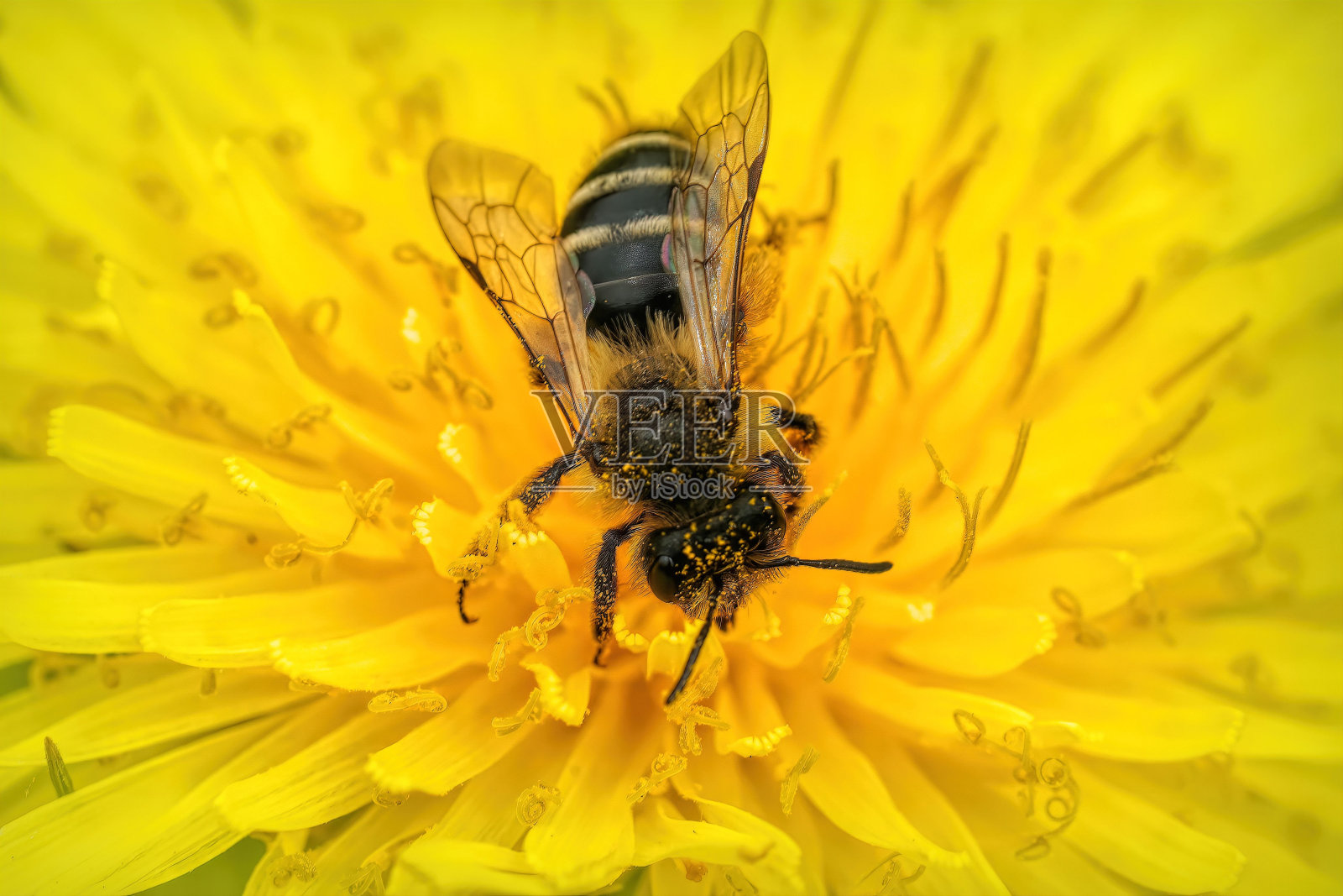 黄腿采矿蜂的雌性特写,安德里娜在蒲公英中绽放照片摄影图片