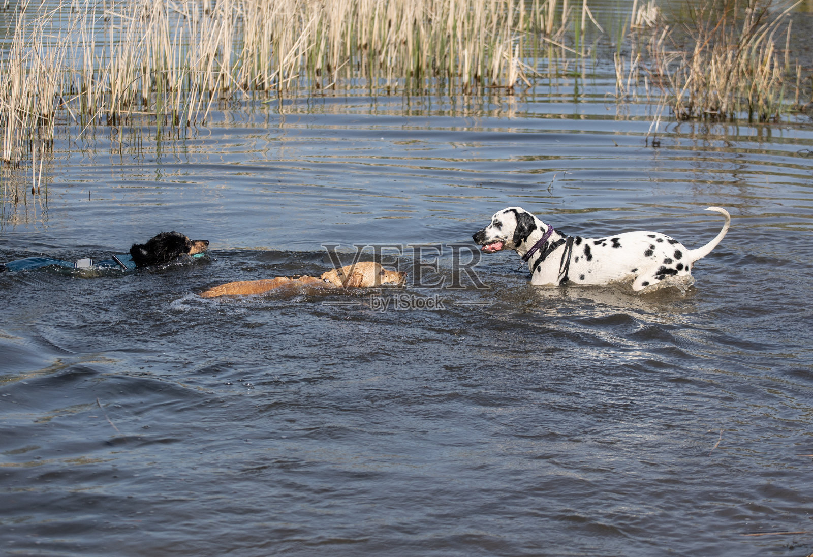 三只狗在水里玩耍照片摄影图片