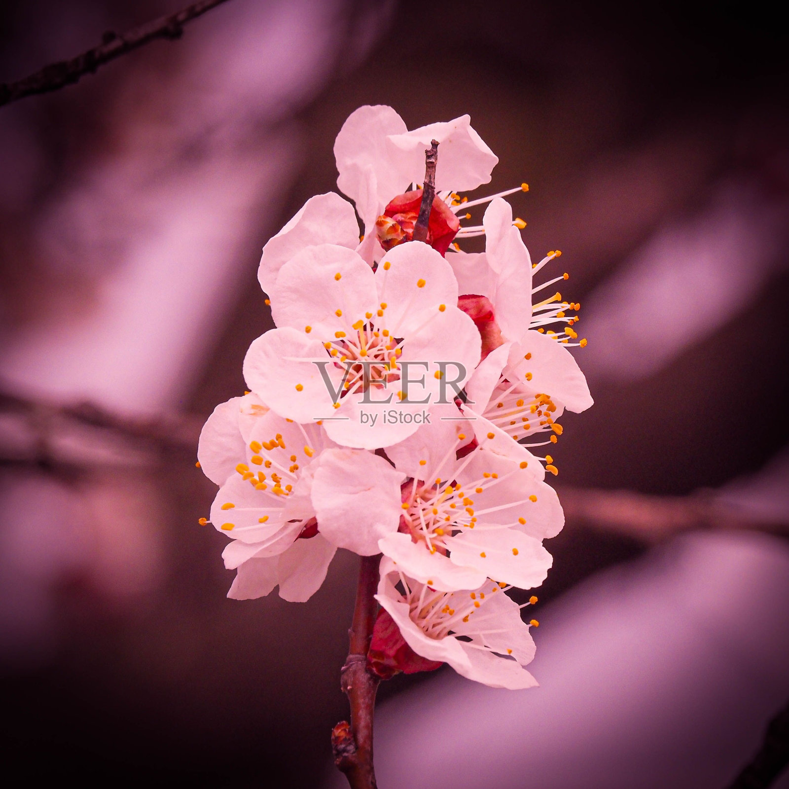 树枝上美丽的梅花特写照片摄影图片