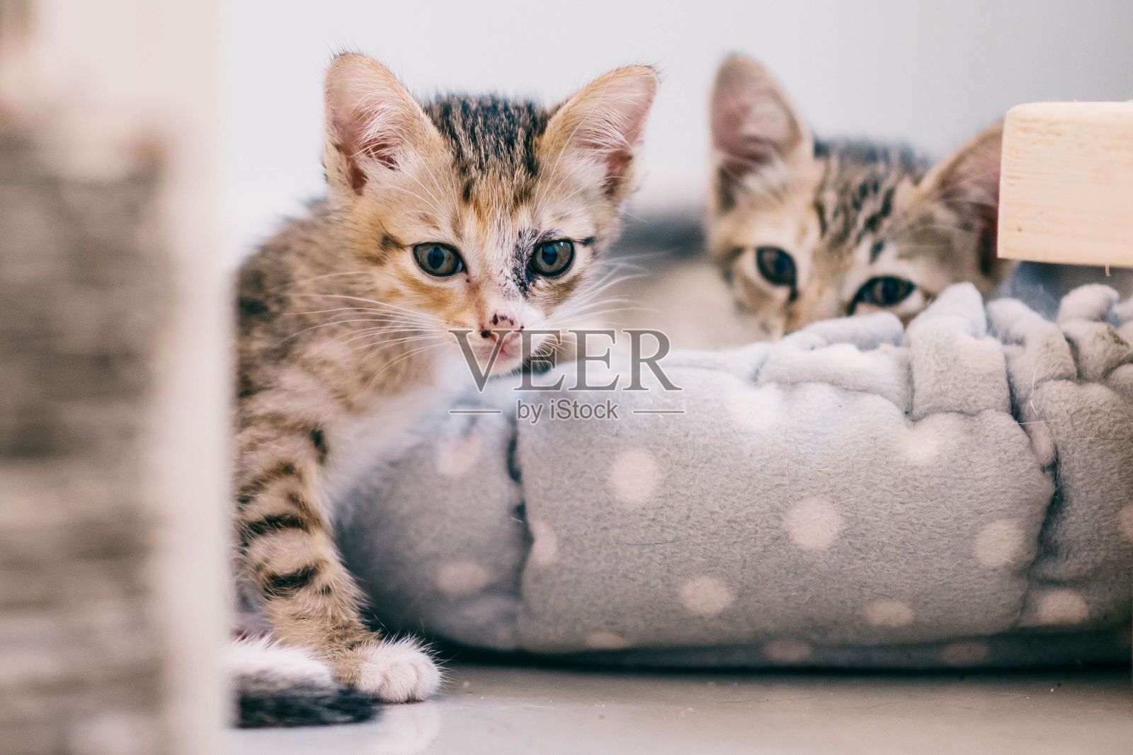 可爱的虎斑小猫看着相机照片摄影图片