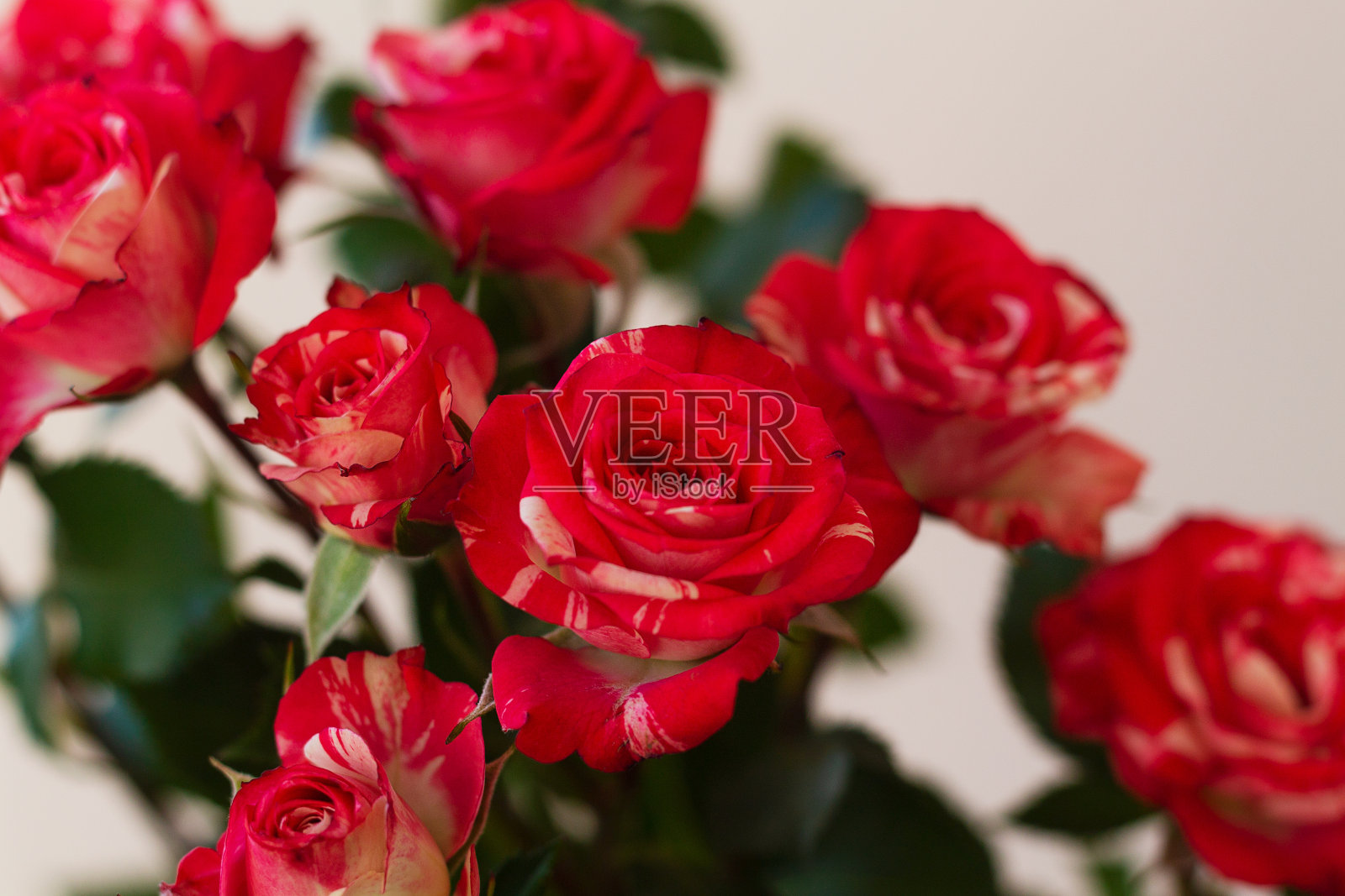 明亮的背景上有一束红玫瑰。本空间照片摄影图片