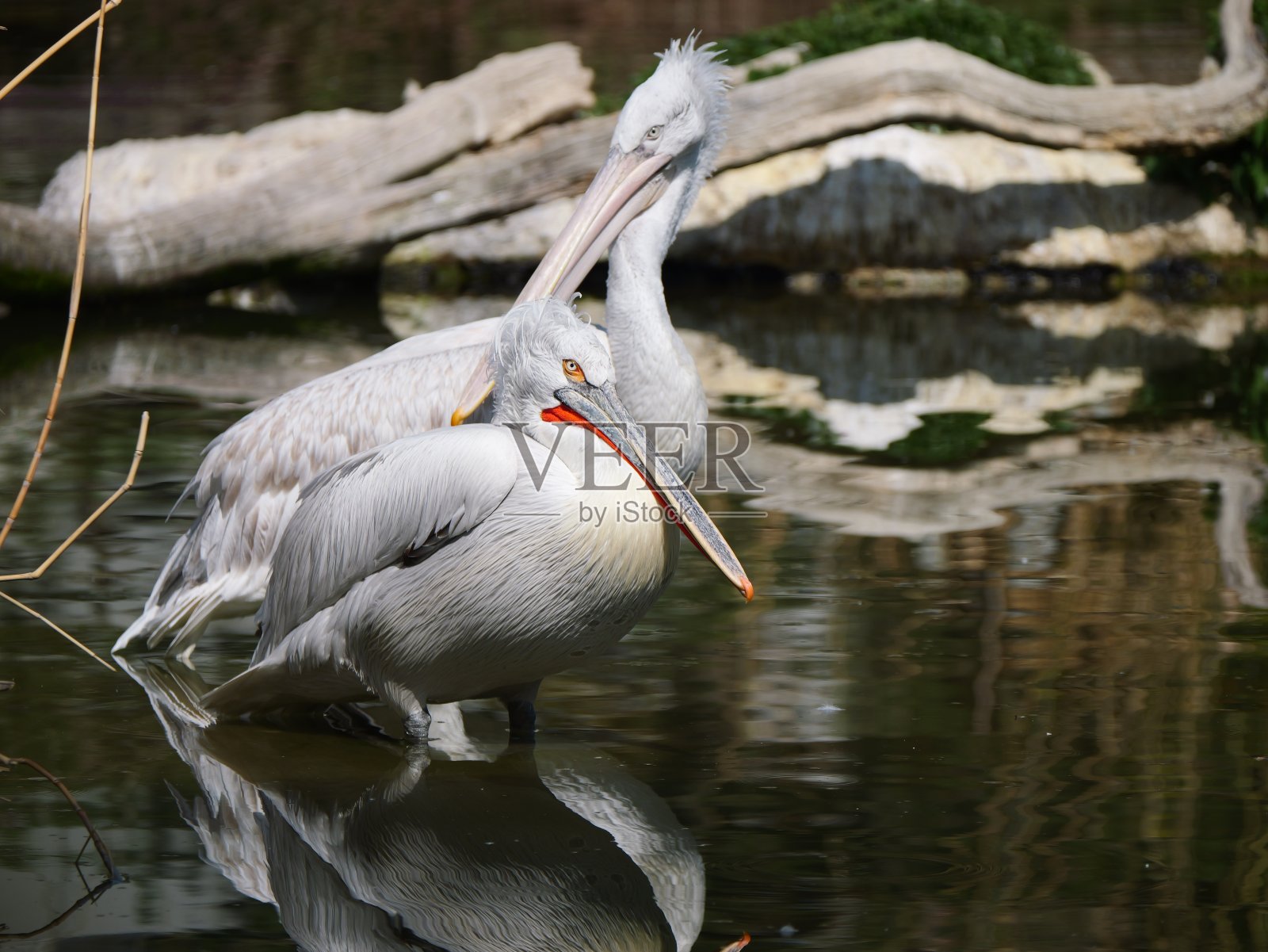 两只鹈鹕站在水面上的特写照片摄影图片