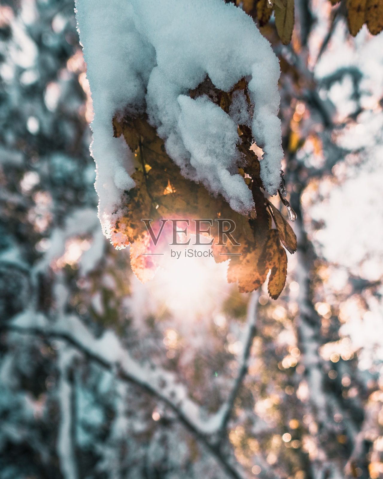 垂直特写的太阳照耀在雪黄色的叶子后面照片摄影图片