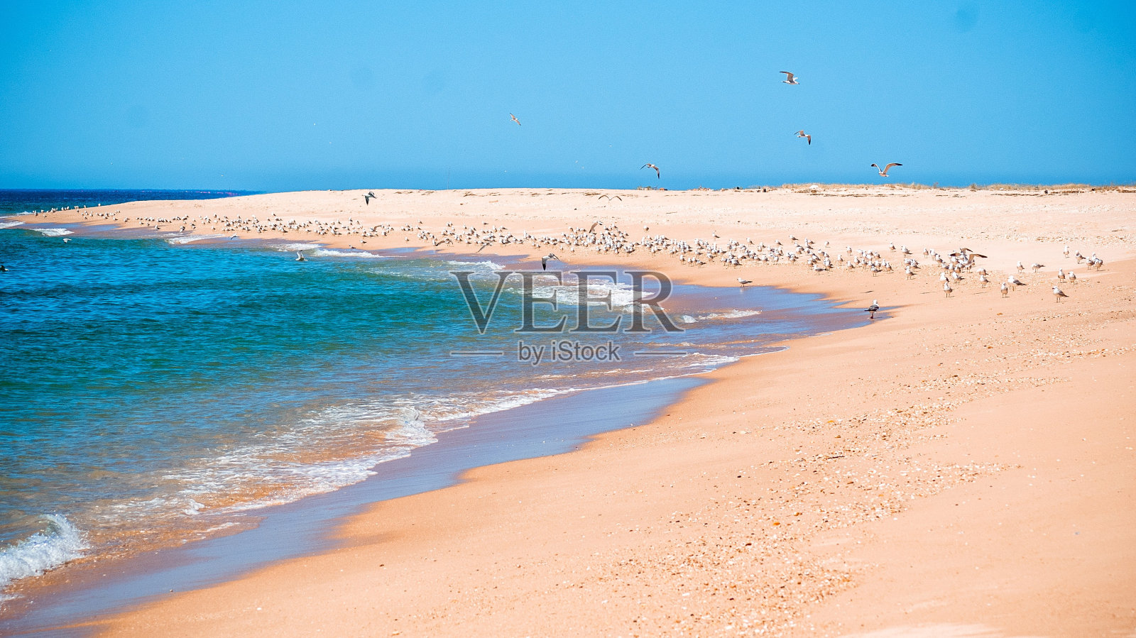 一群海鸥栖息在沙滩上照片摄影图片