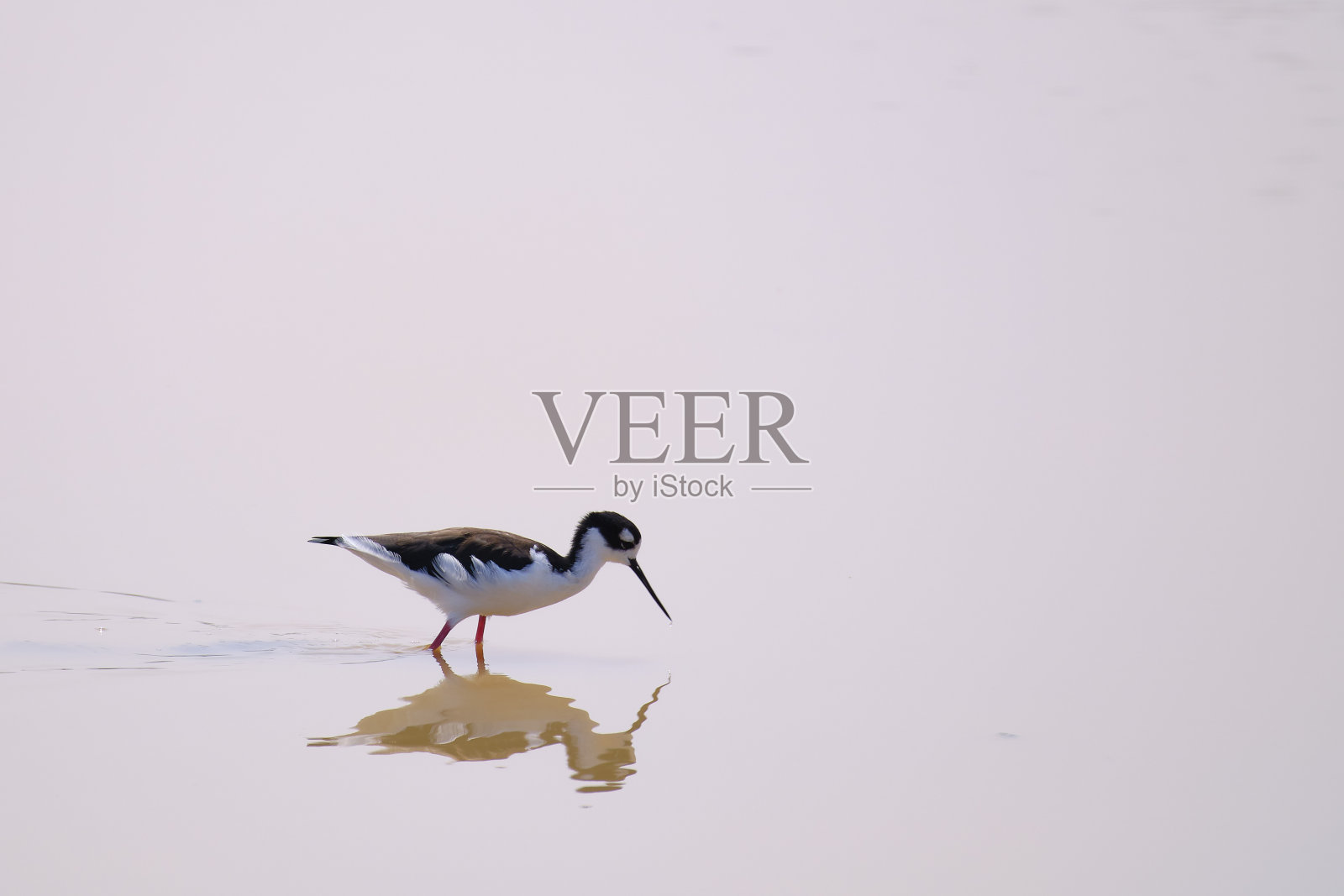 黑颈高跷的特写,Himantopus mexicanus,走在水上寻找食物。照片摄影图片