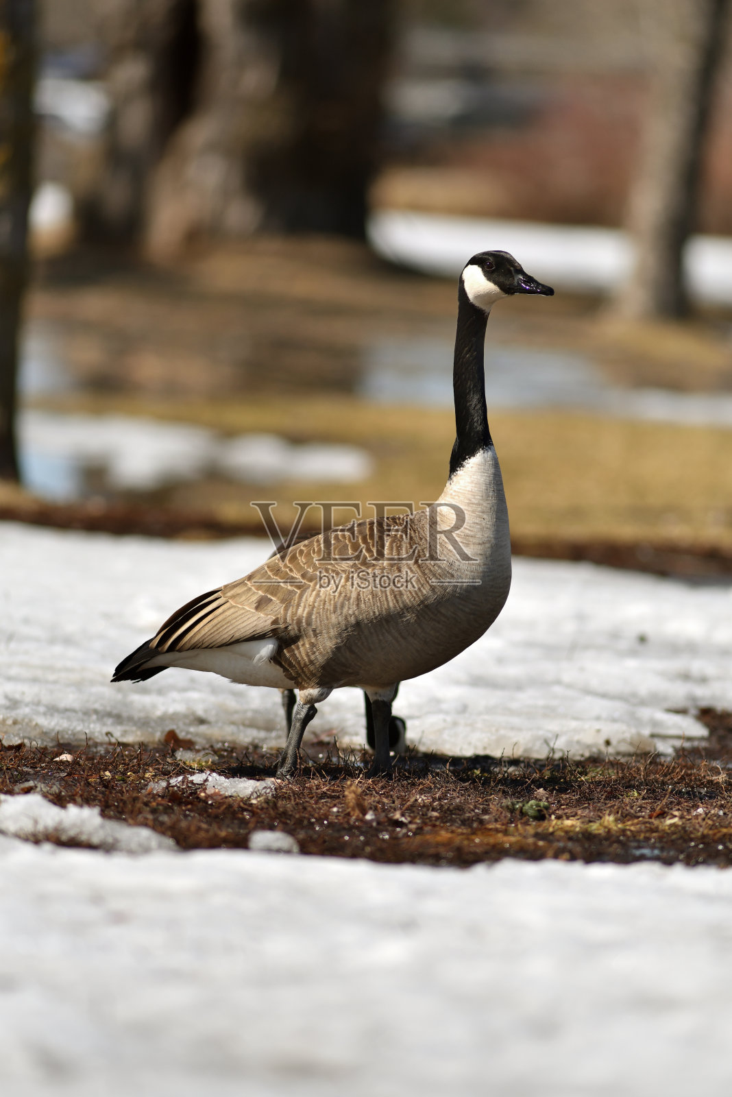 在模糊的背景上垂直拍摄一只加拿大鹅照片摄影图片