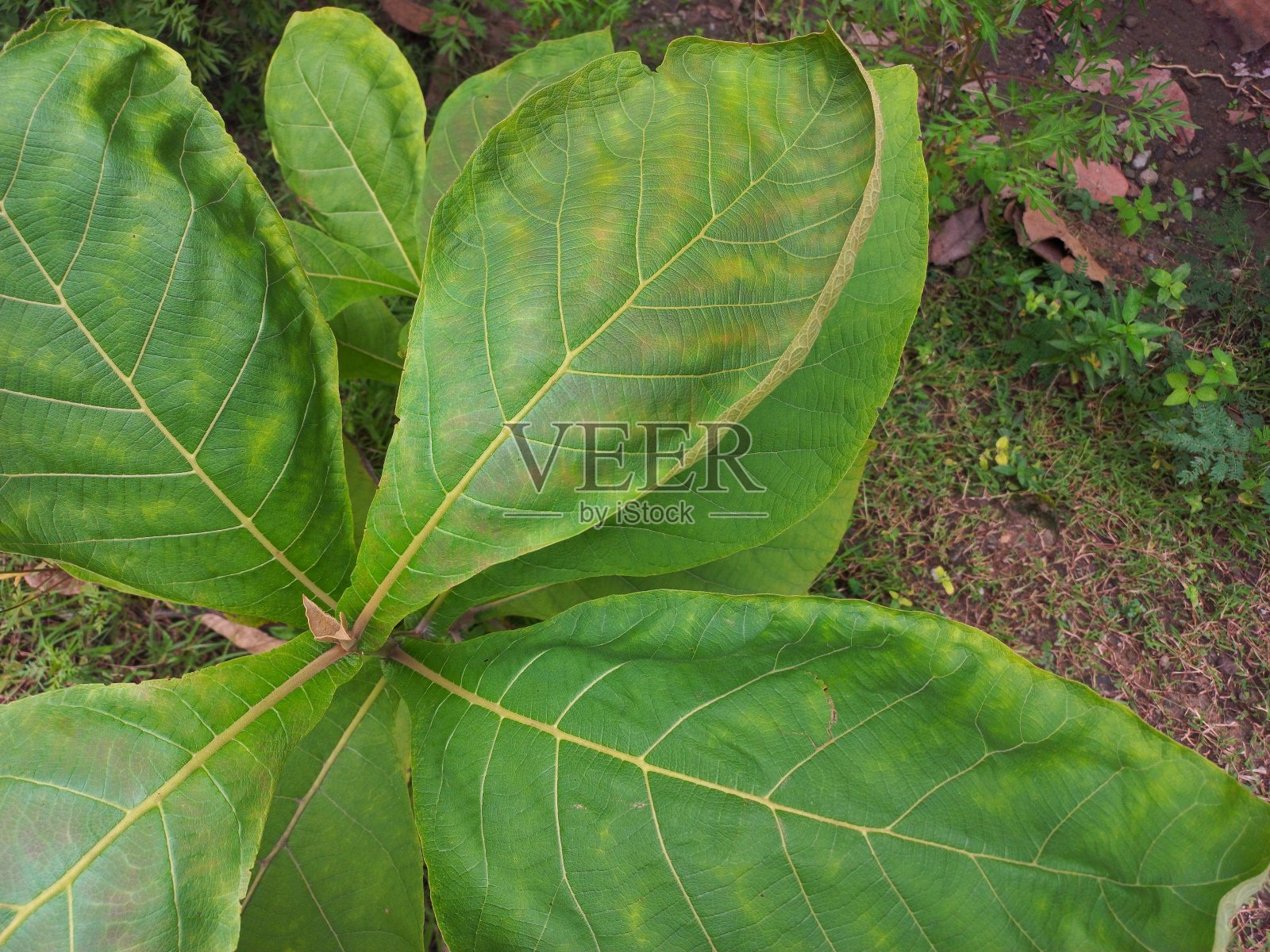 农业田柚木热带乔木植物照片摄影图片