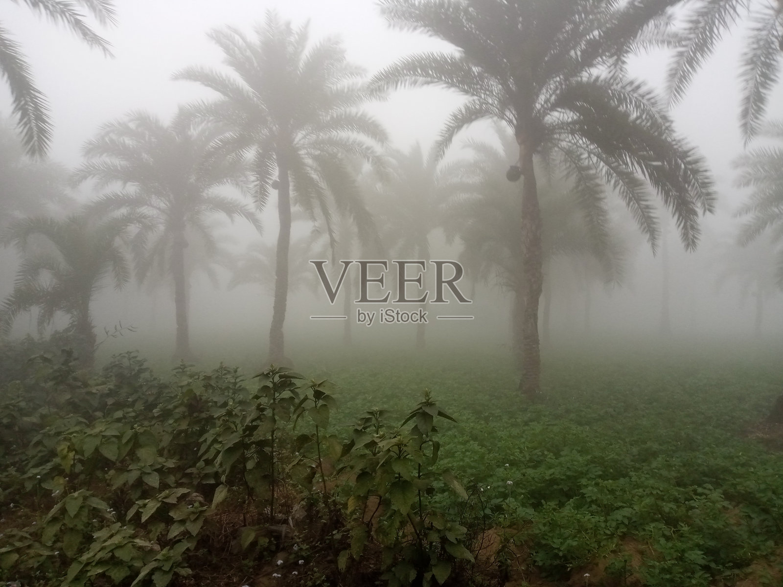 一个多雾的冬日早晨照片摄影图片