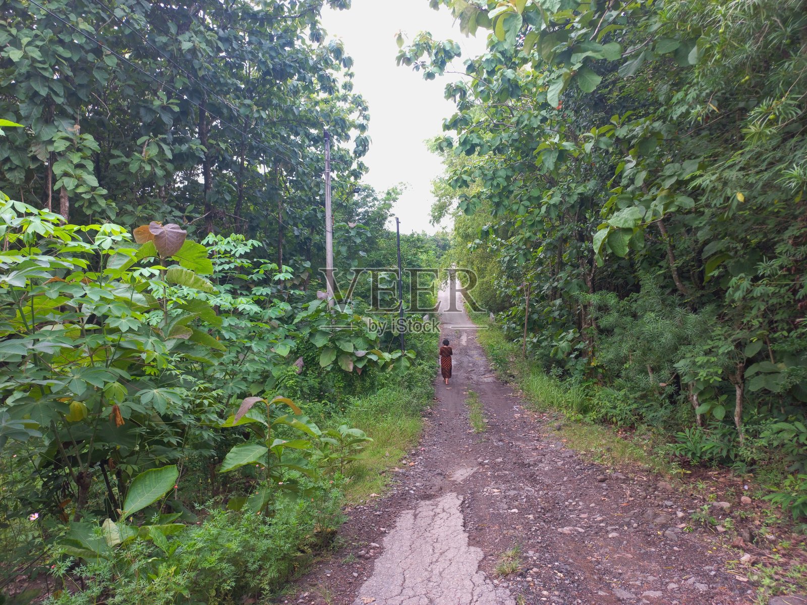 农业田柚木热带乔木植物照片摄影图片
