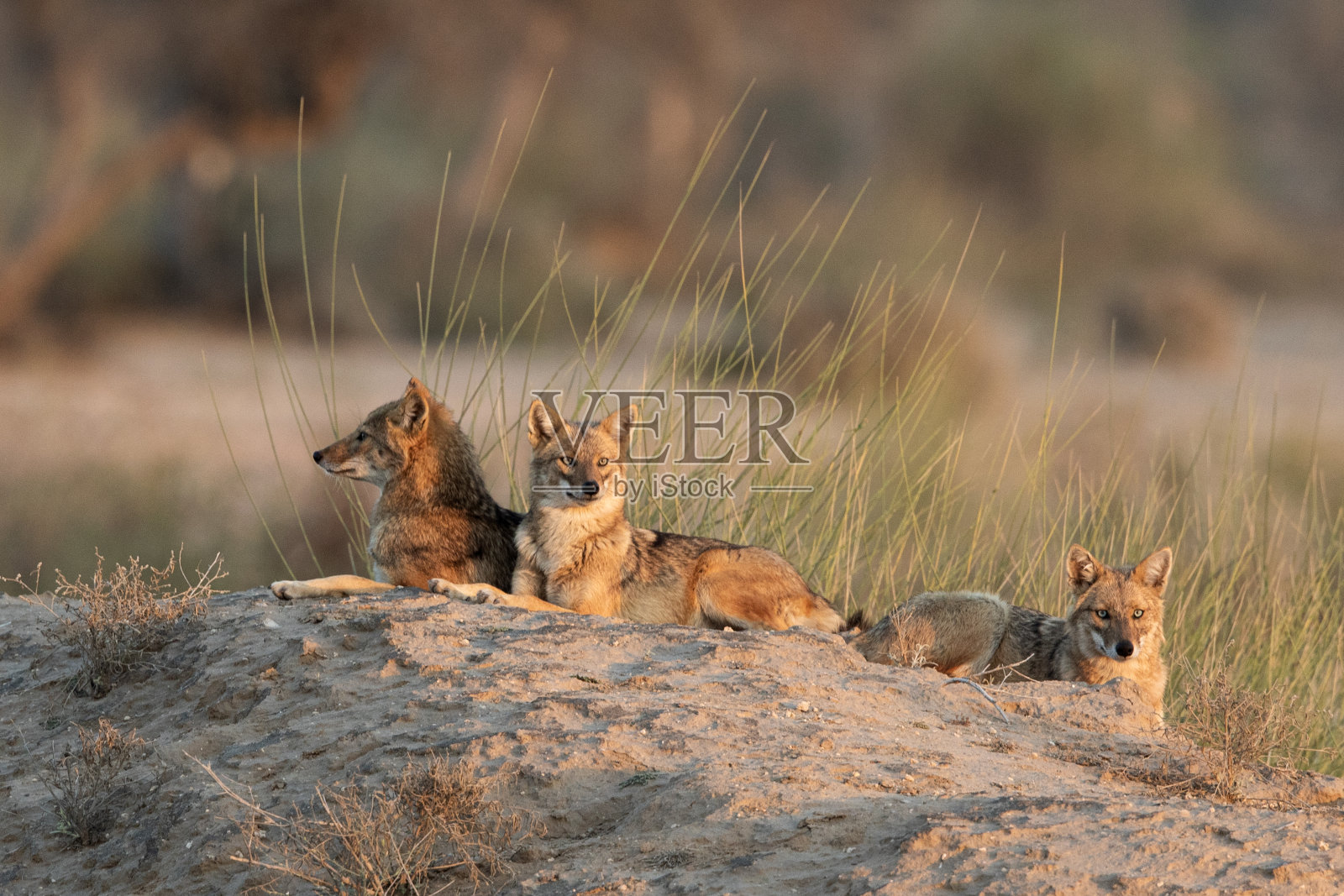 金豺狼在阳光下晒太阳照片摄影图片