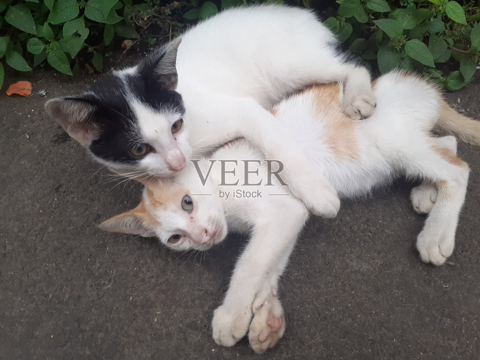 小猫在一起玩耍照片摄影图片