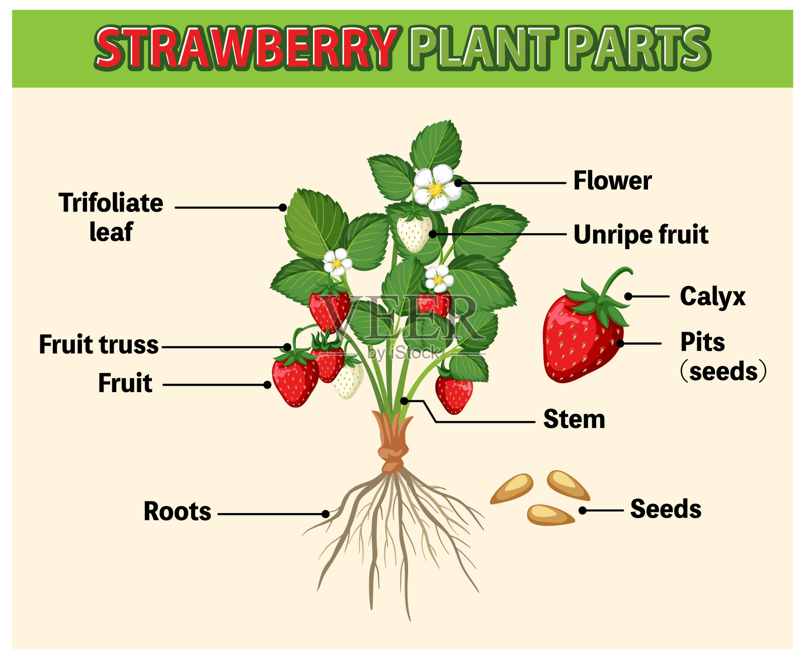 草莓生命周期图插画图片素材