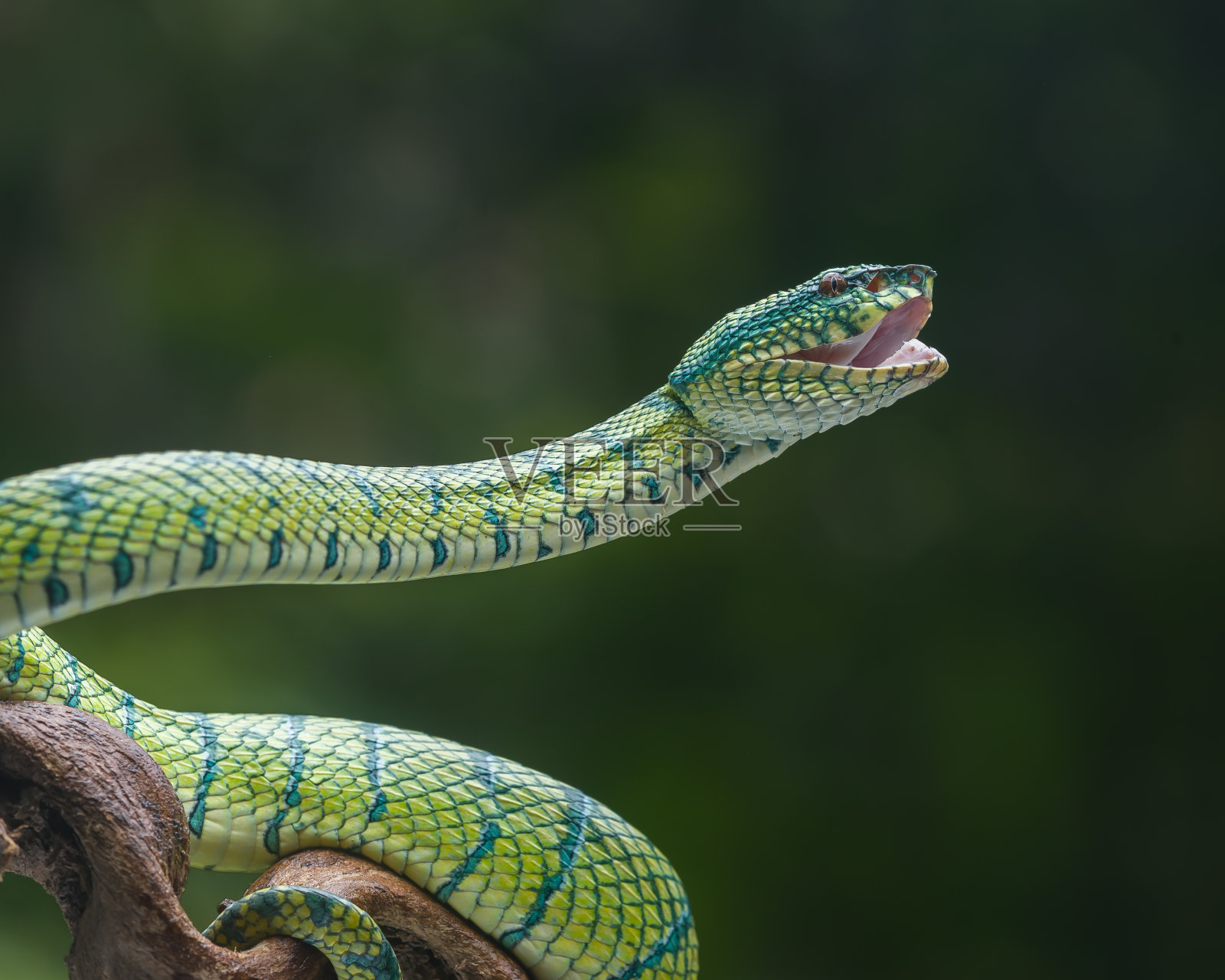 蛇照片摄影图片