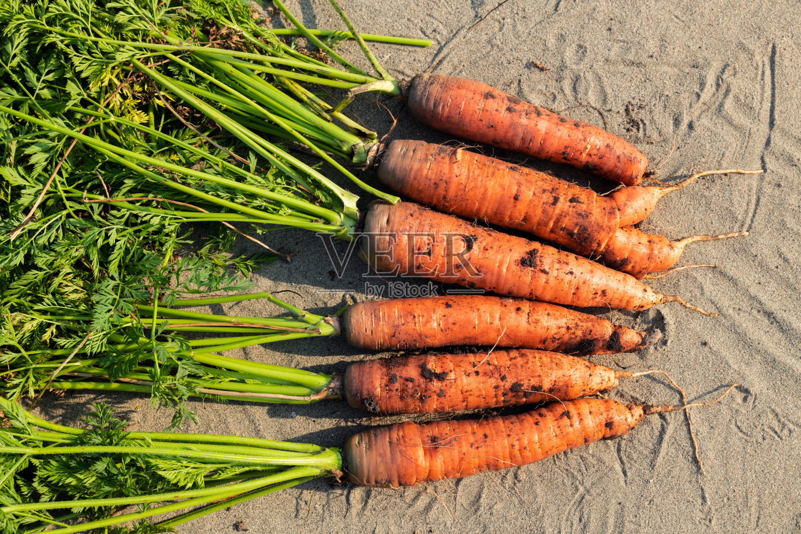 沙滩上放着新鲜的红胡萝卜。刚从地下挖出来。照片摄影图片