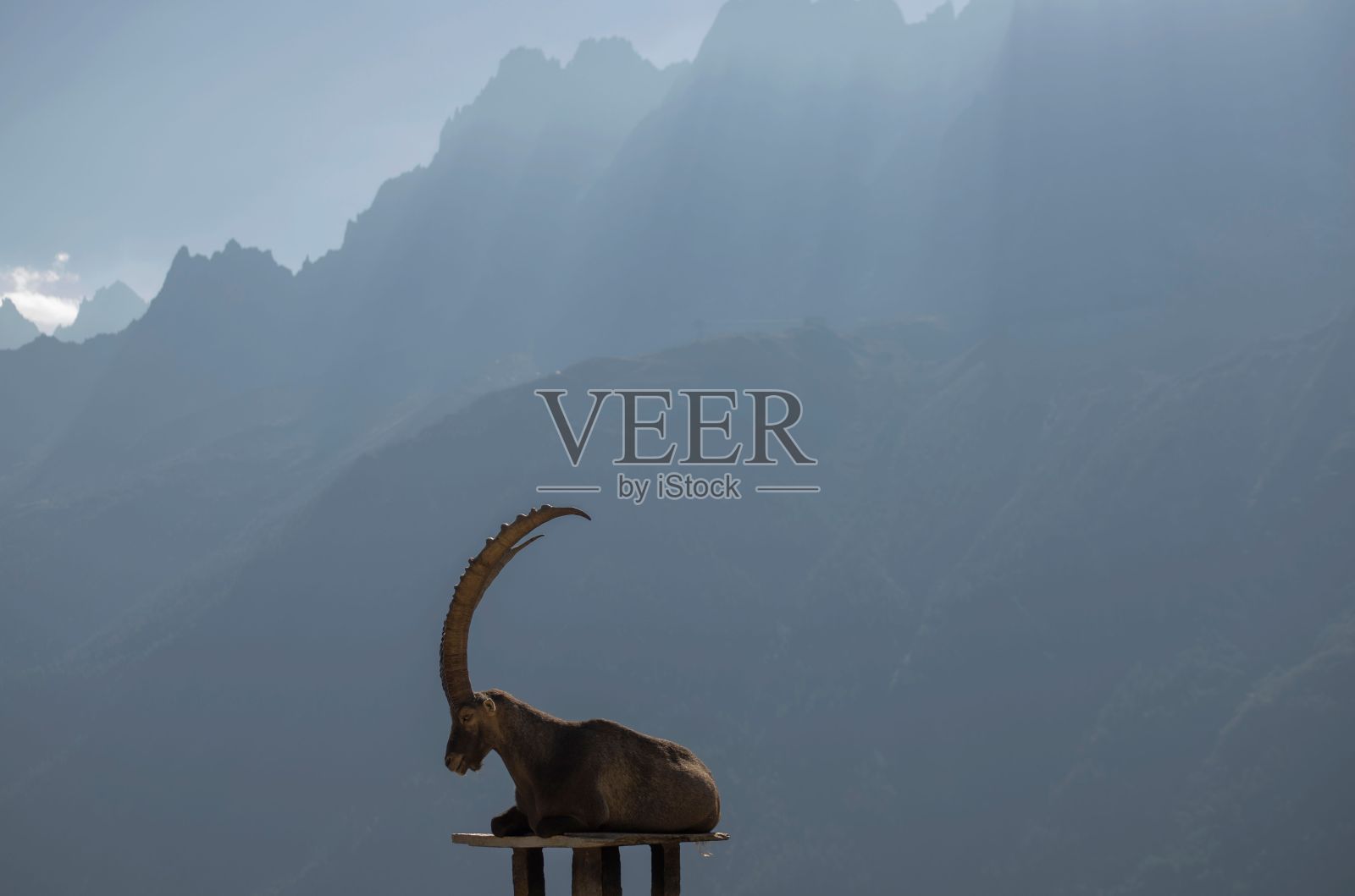 以大雾山为背景的阿尔卑斯野山羊的状态照片摄影图片