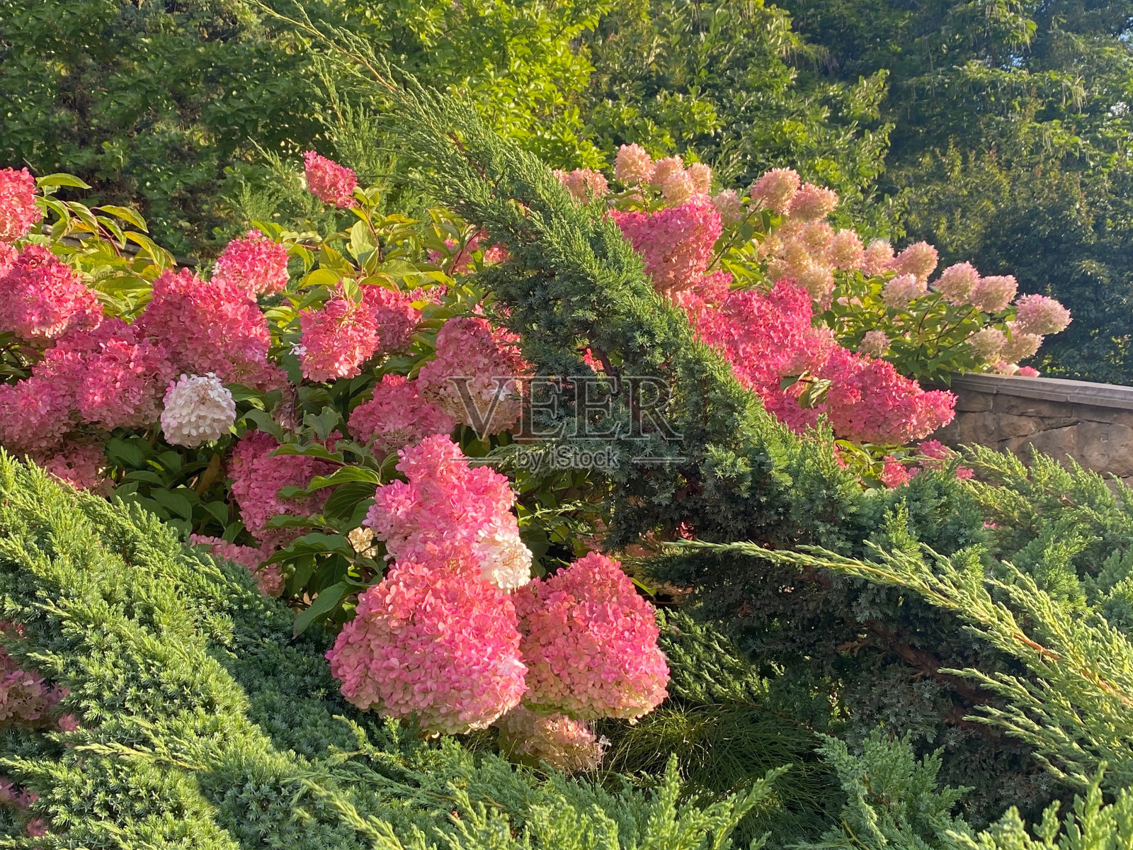 公园里的绣球花和侧柏。照片摄影图片