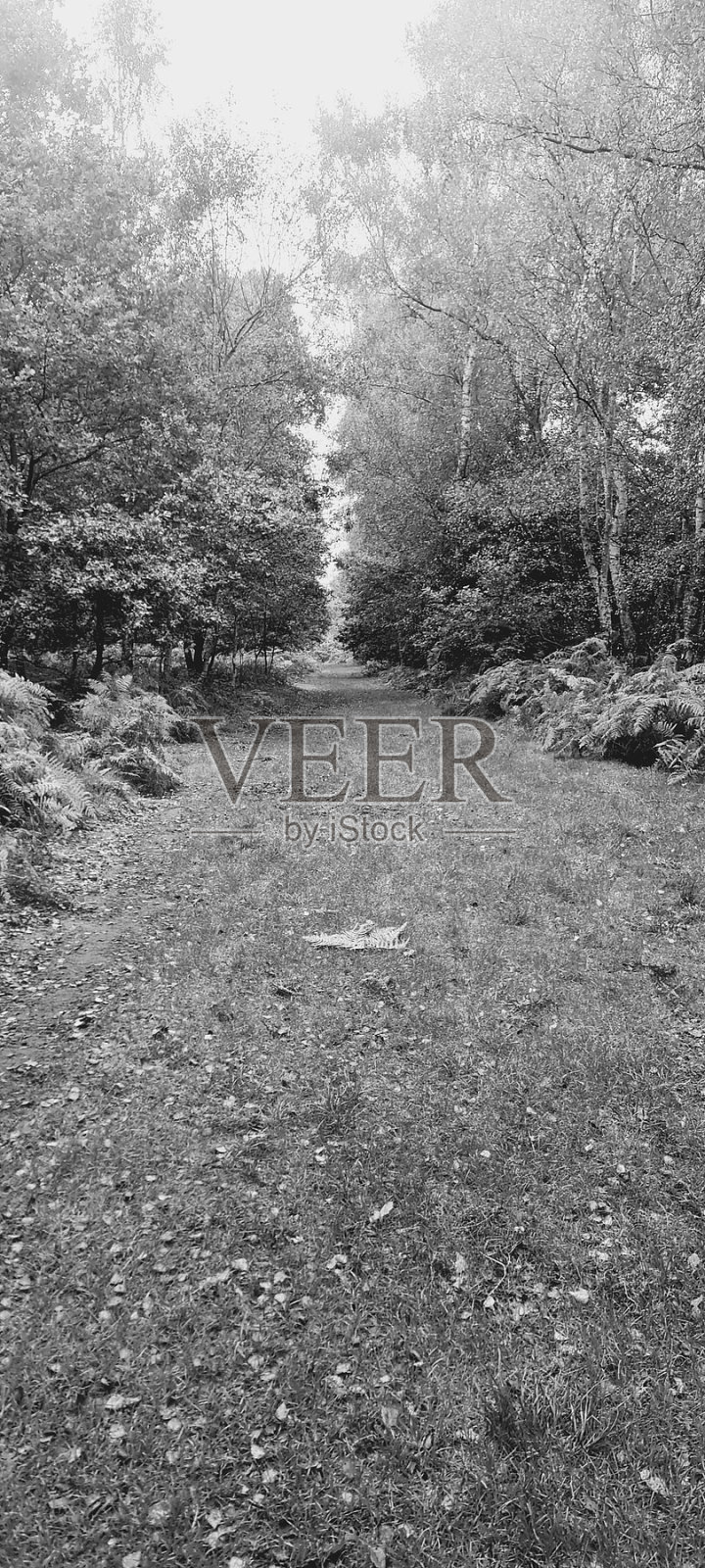 森林照片摄影图片