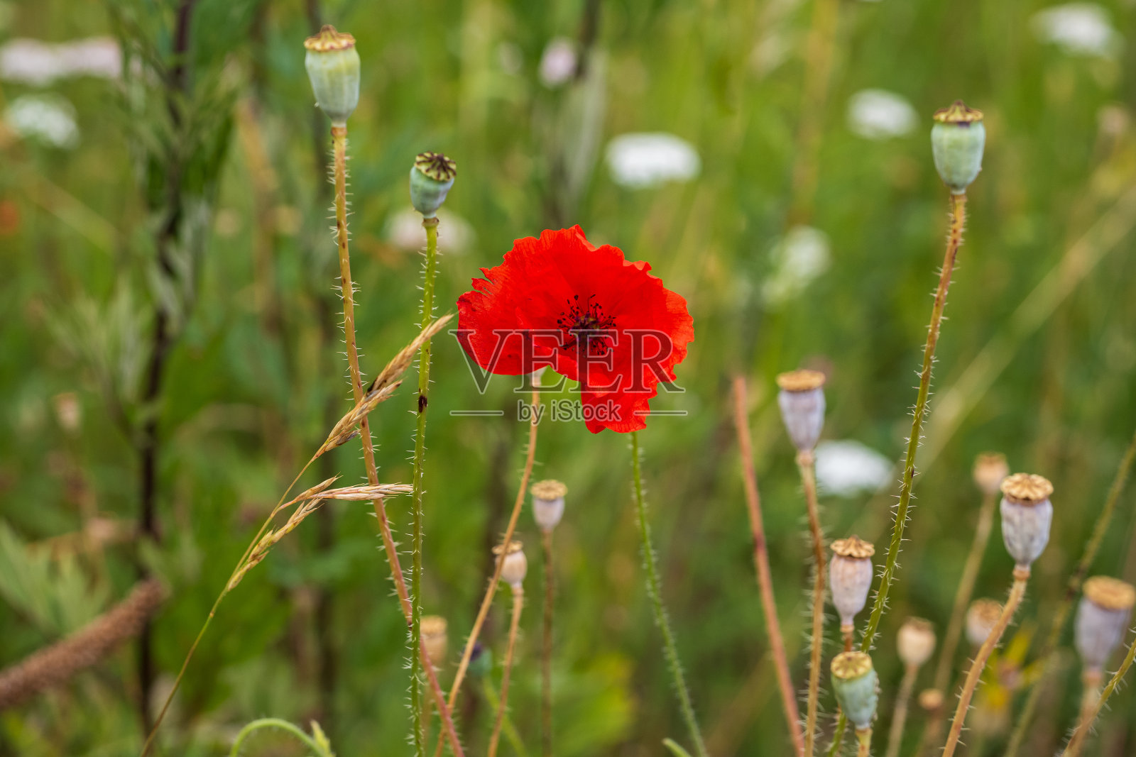 美丽的花照片摄影图片