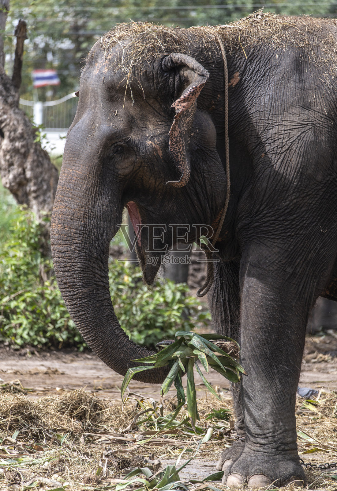 特写的印度大象的眼睛和脸。照片摄影图片