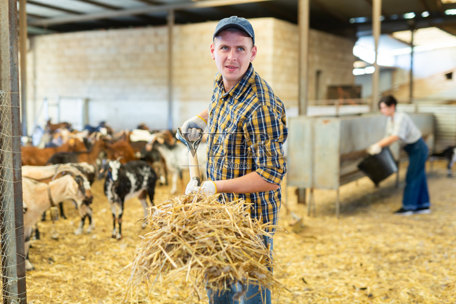 勤劳的年轻欧洲农民用干草叉竖起干草,在羊圈里准备过冬的稻草照片摄影图片