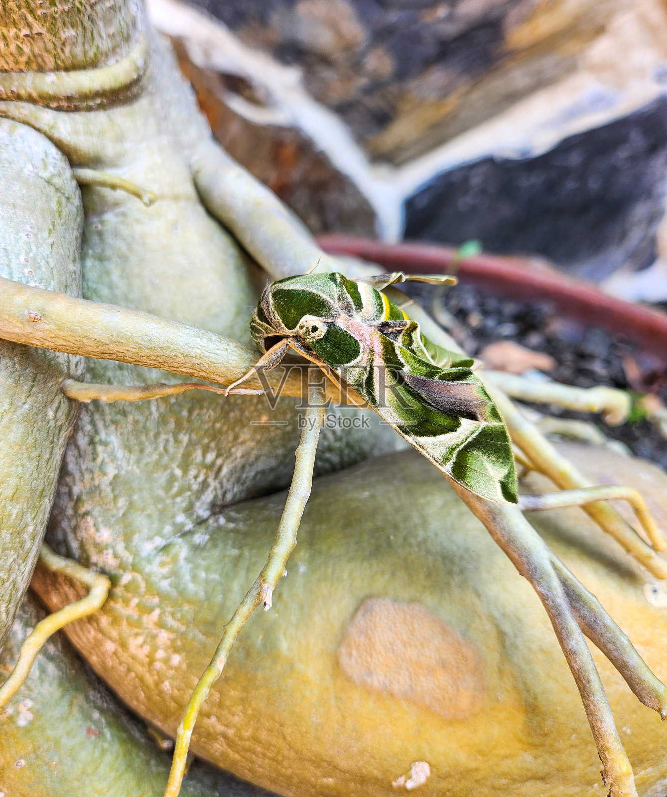 夹竹桃鹰蛾或Gardinia鹰蛾照片摄影图片