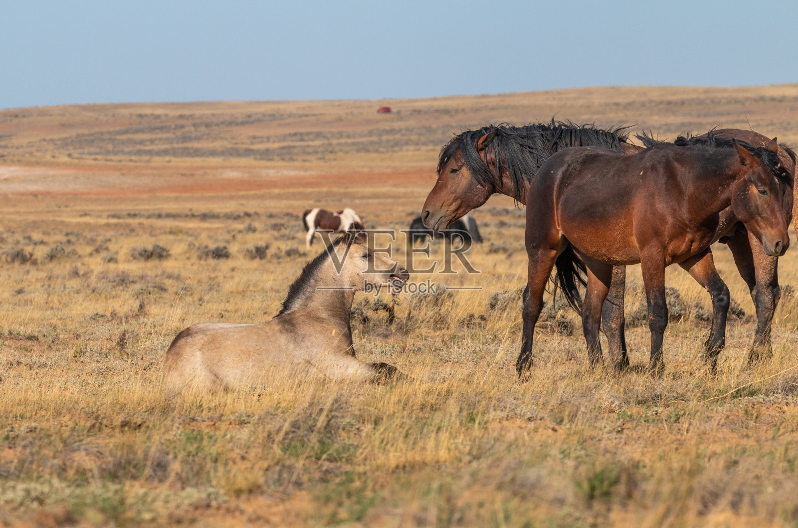怀俄明州秋天美丽的野马照片摄影图片