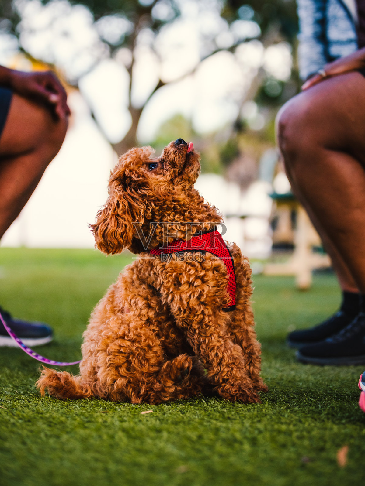 公园里一只棕色的贵宾犬照片摄影图片