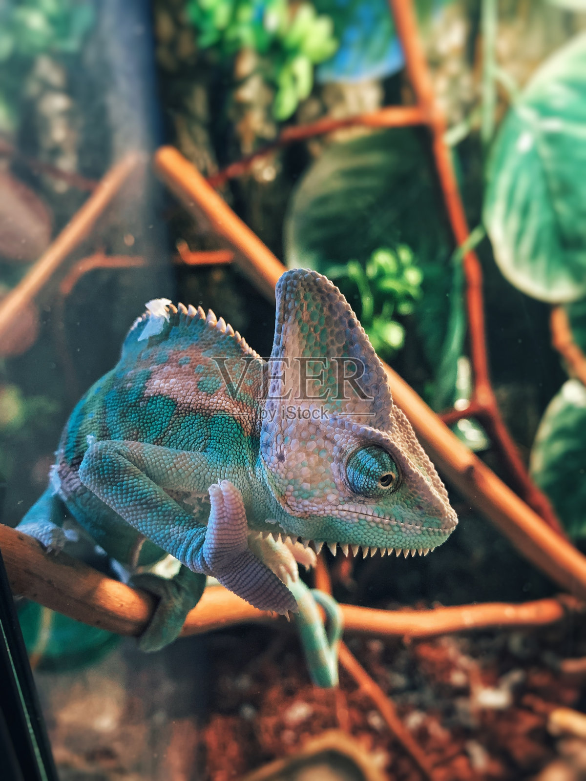 查梅隆照片摄影图片