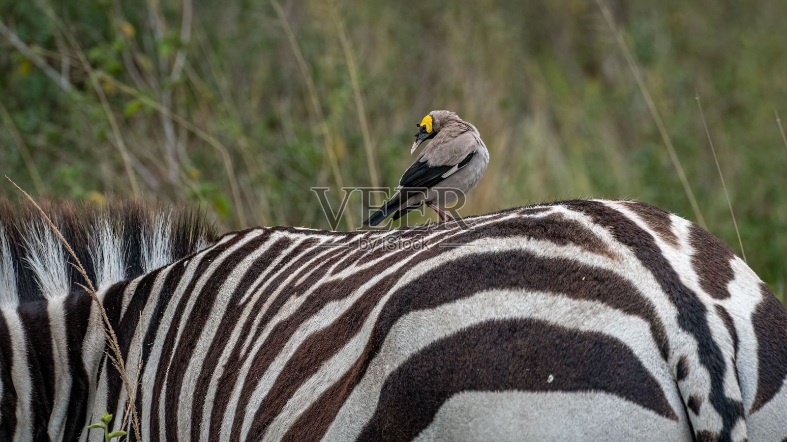 田野里一只鸟坐在斑马背上的选择性聚焦照片摄影图片