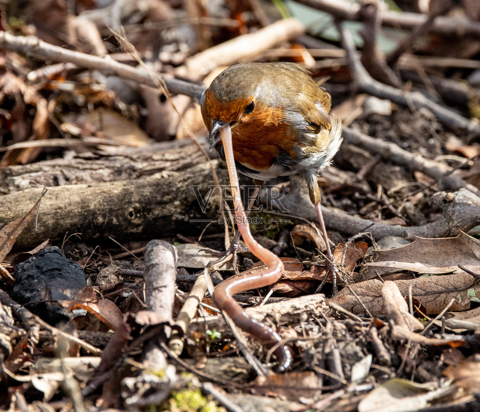 一只知更鸟的特写,嘴里衔着一条长长的虫子照片摄影图片