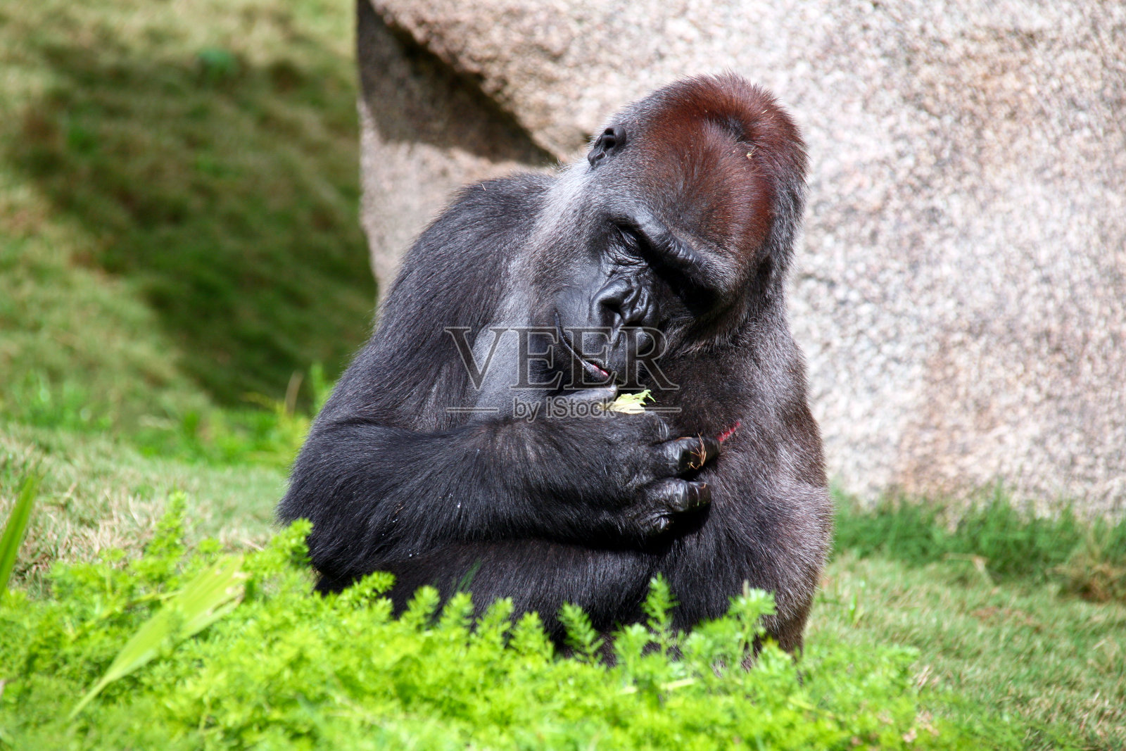 一只美丽的银背大猩猩看着他肩膀上的伤口。照片摄影图片