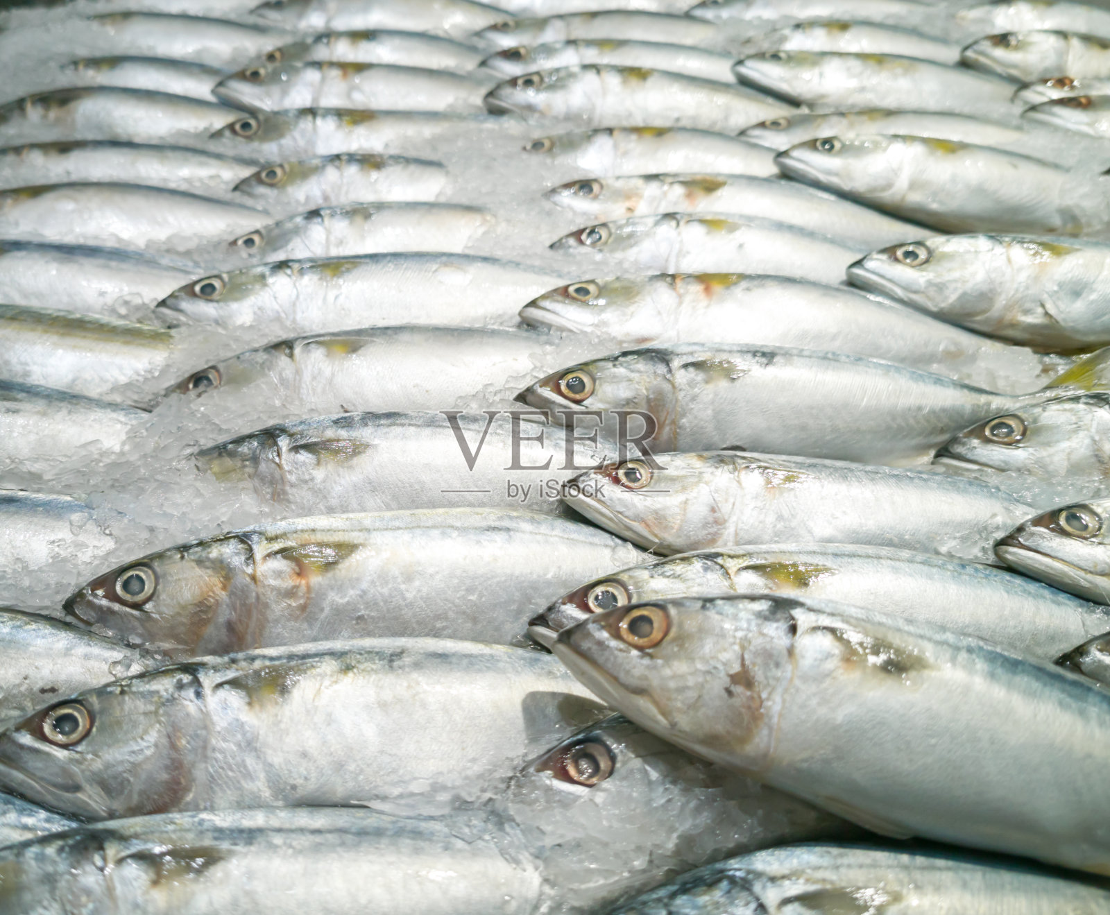 超市里新鲜的冷冻鲭鱼,新鲜的鲭鱼整齐地排列在托盘上。照片摄影图片
