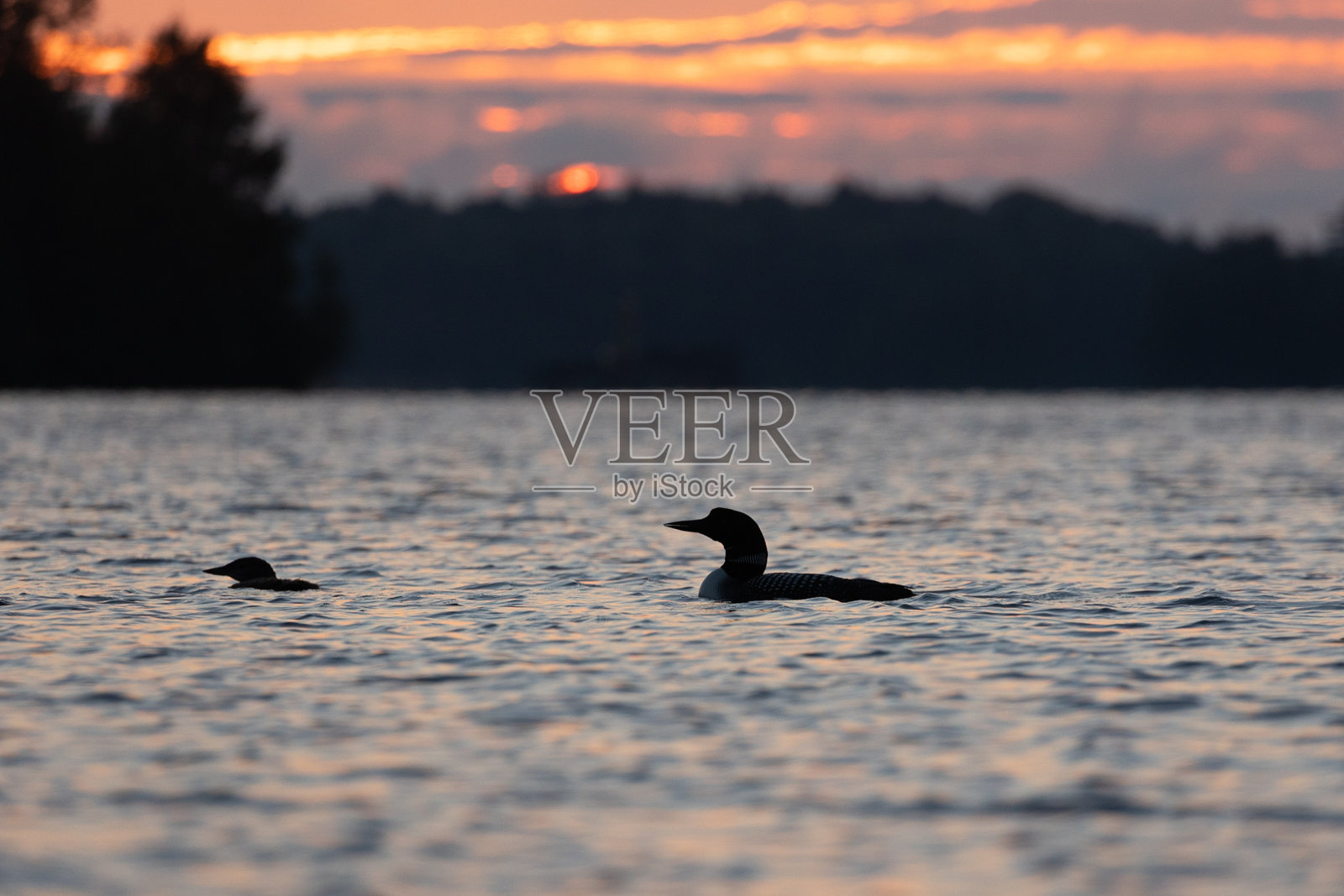 日出时,一只潜鸟带着雏鸟在缅因州北部一个宁静的湖上游泳照片摄影图片