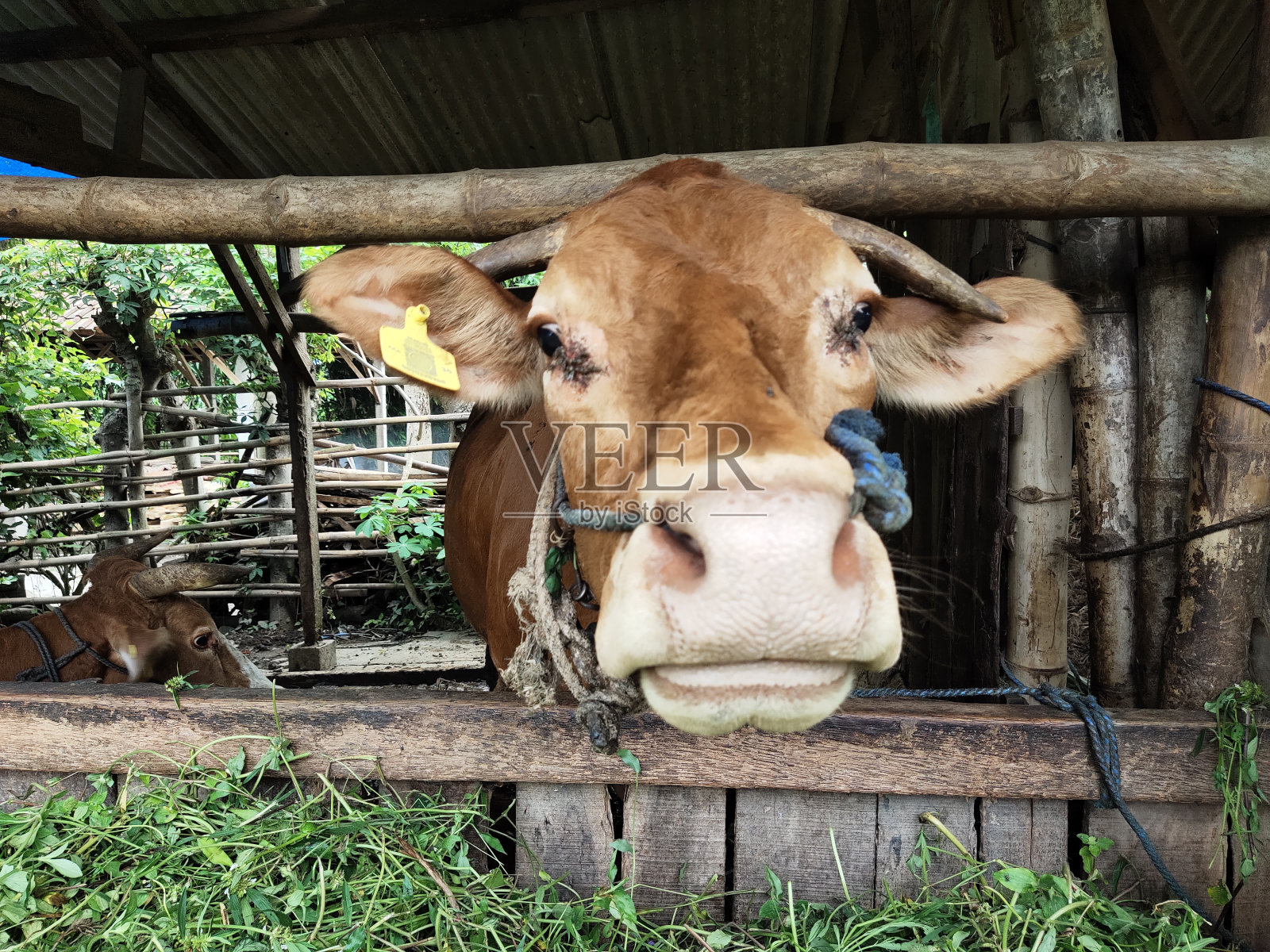 一些棕色的奶牛照片摄影图片