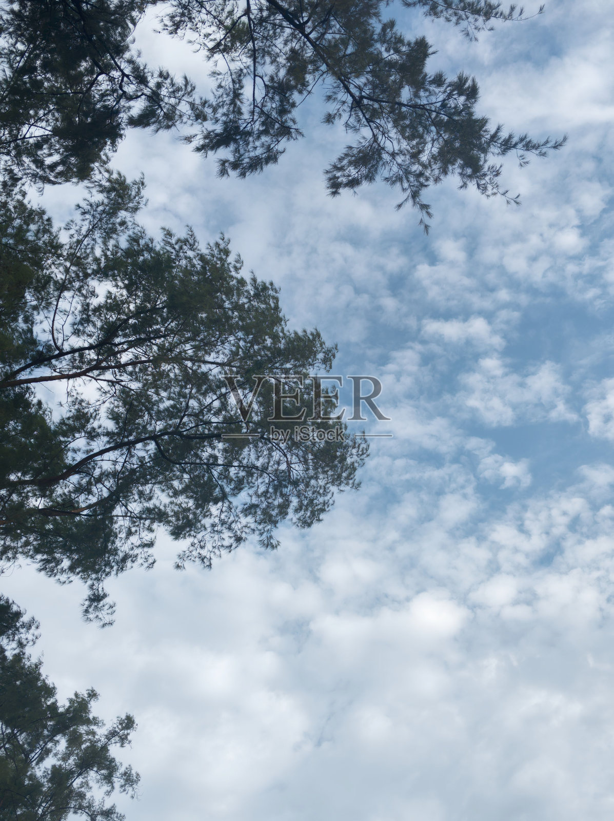 长满绿叶的树枝。照片摄影图片