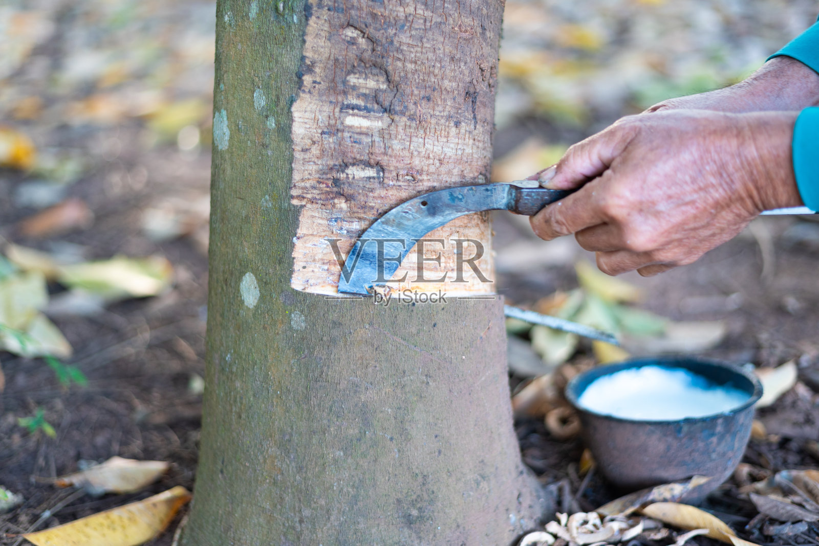 橡胶是一种经济作物。照片摄影图片