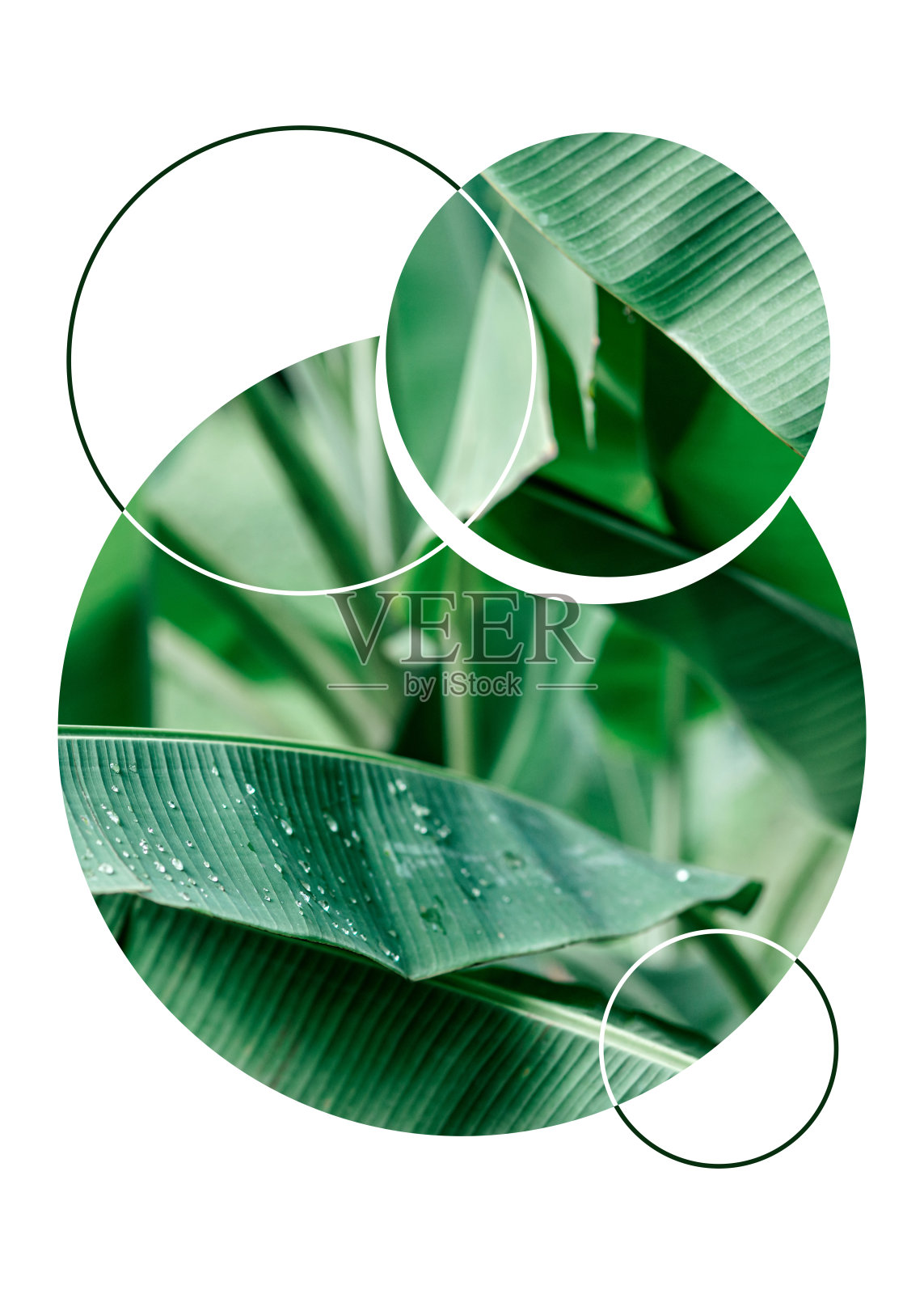 美丽的抽象数字艺术几何,现代和丰富多彩的,自然,植物,热带,叶子,照片摄影图片