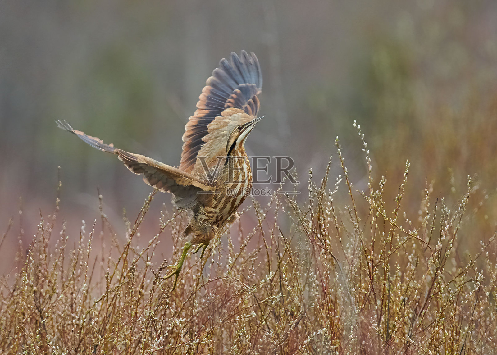 美国卤水鸟起飞从草地与模糊的背景照片摄影图片