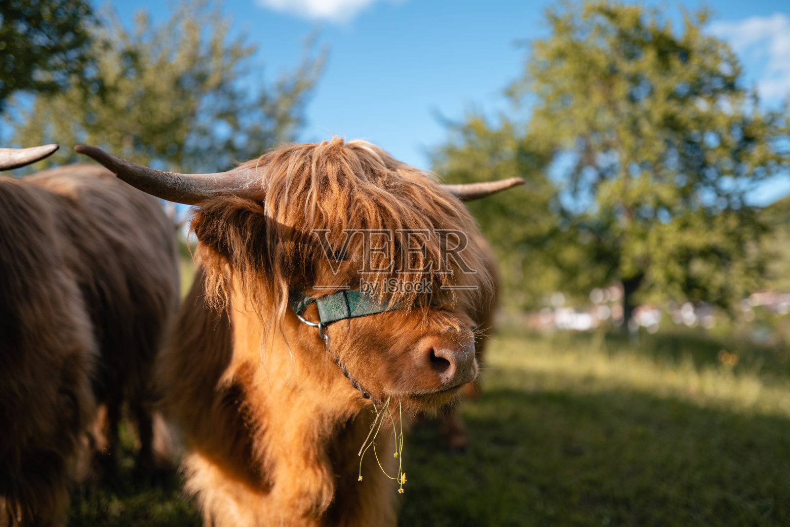 特写镜头的野牛在大自然中照片摄影图片
