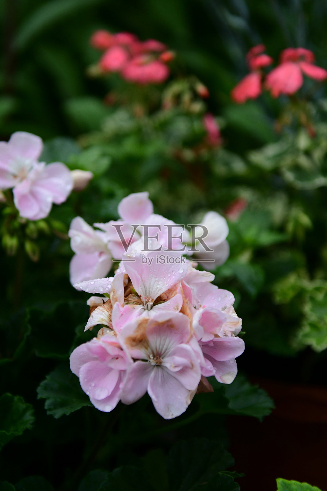 垂直拍摄的灌木天竺葵在一个绿色模糊的背景照片摄影图片