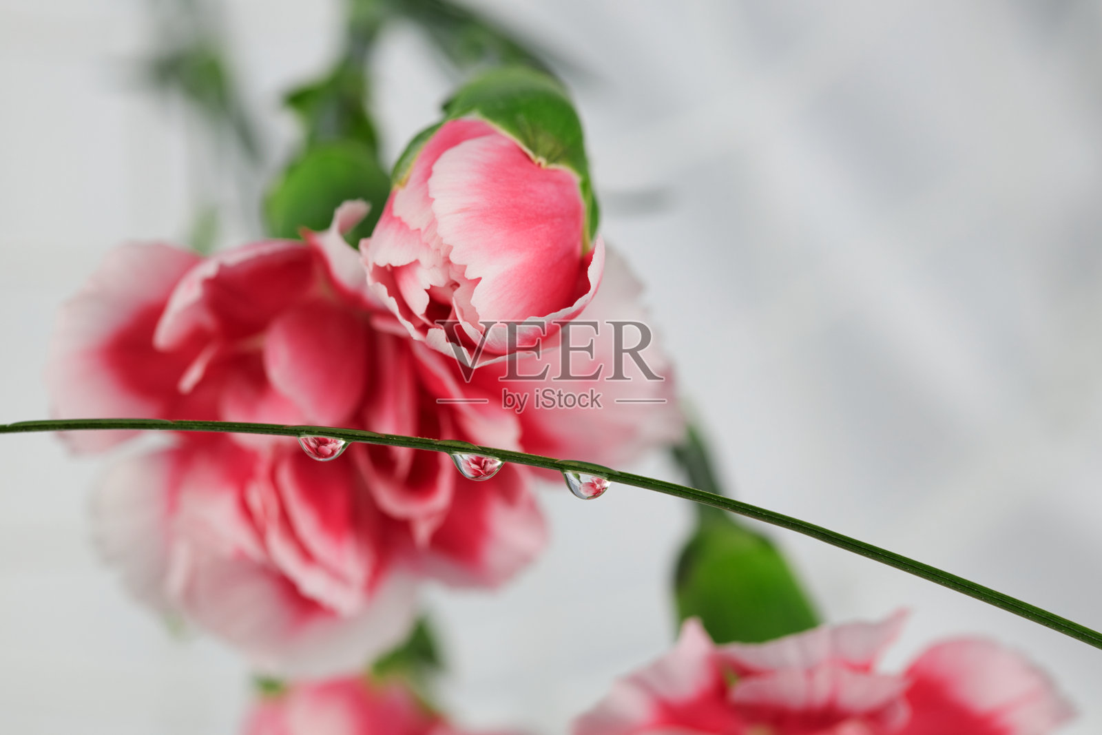 粉红色石竹在选择性聚焦镜头与水滴在茎上照片摄影图片