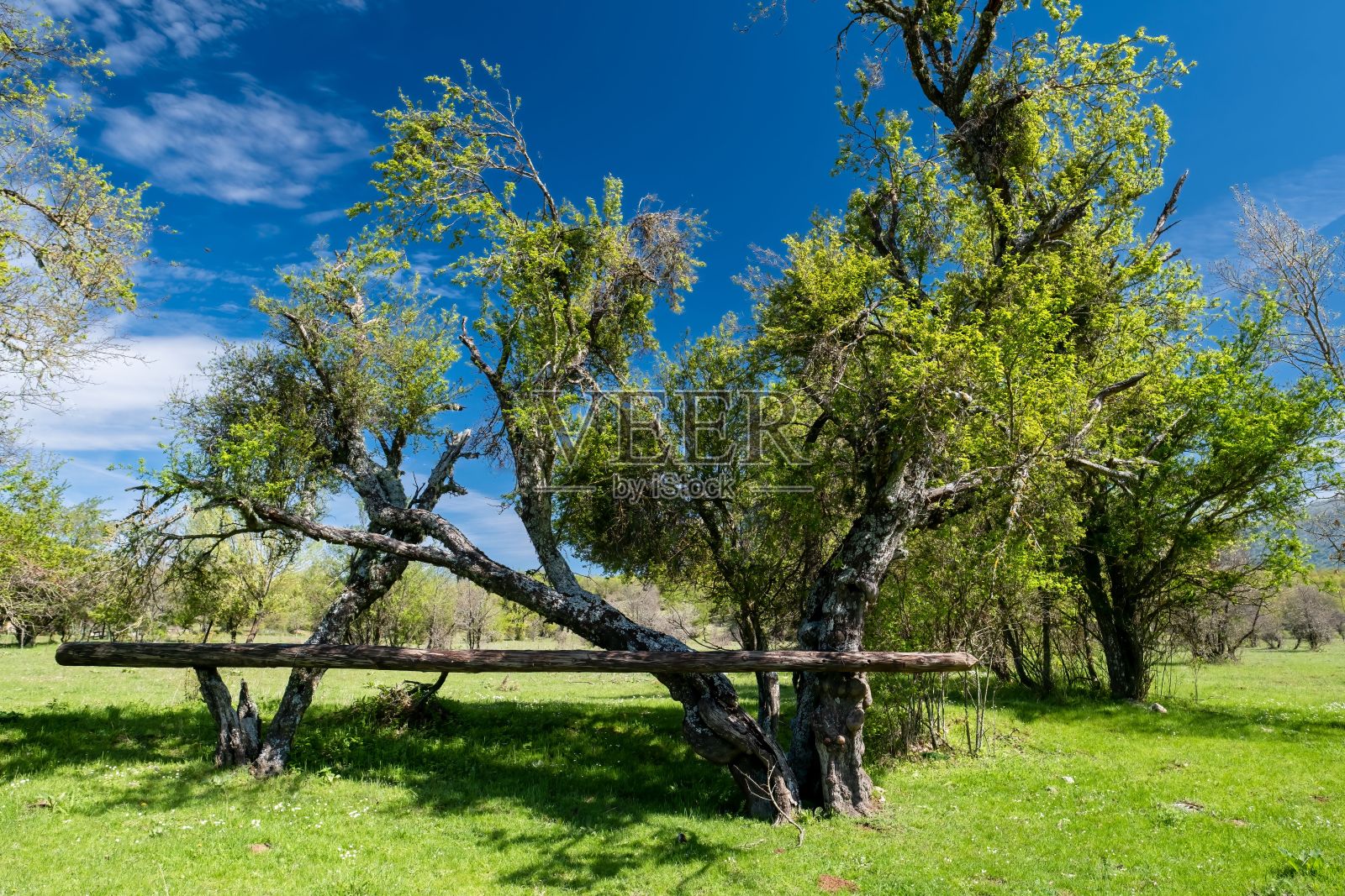 阳光明媚的一天,北马其顿的草地和树木景观照片摄影图片