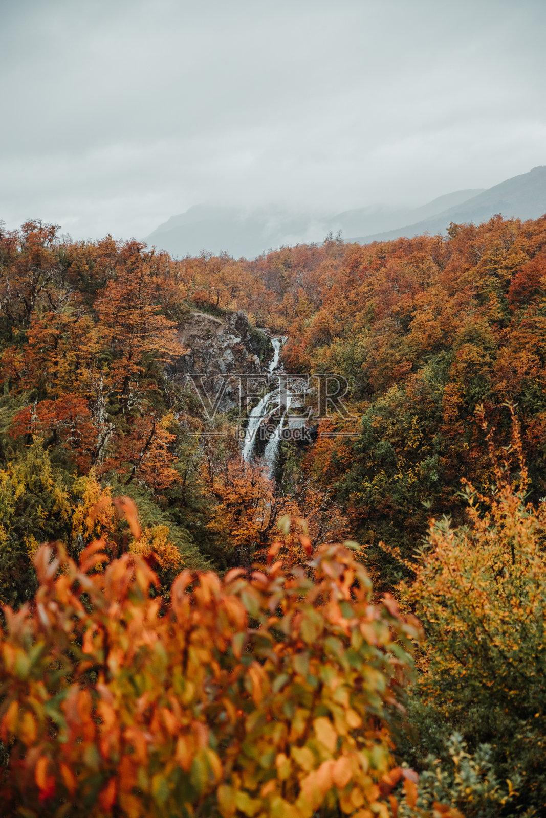 在多云的天空背景下,垂直拍摄了秋天茂密的森林照片摄影图片